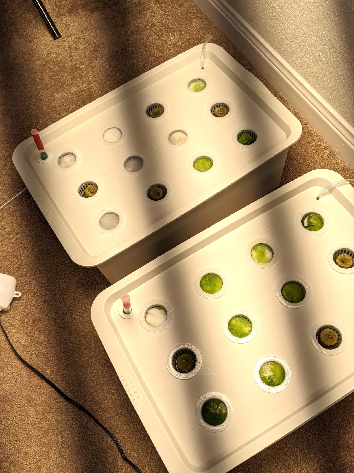 MAOPINER Indoor Hydroponic Grow Kit 12 Sites Deep Water Culture System | Hydroponic Garden Kit with Air Pump, Bubble Stone & Sponges, Grow Herbs, Vegetables & Plants Faster at Home customer photo 2