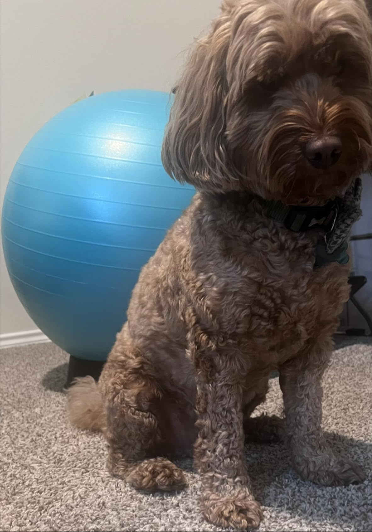 Retrospec Luna Exercise Ball with Pump - Anti-Burst Fitness Equipment for Yoga, Core Training & Stability - Home Gym Swiss Ball for Office & Pregnancy customer photo 1