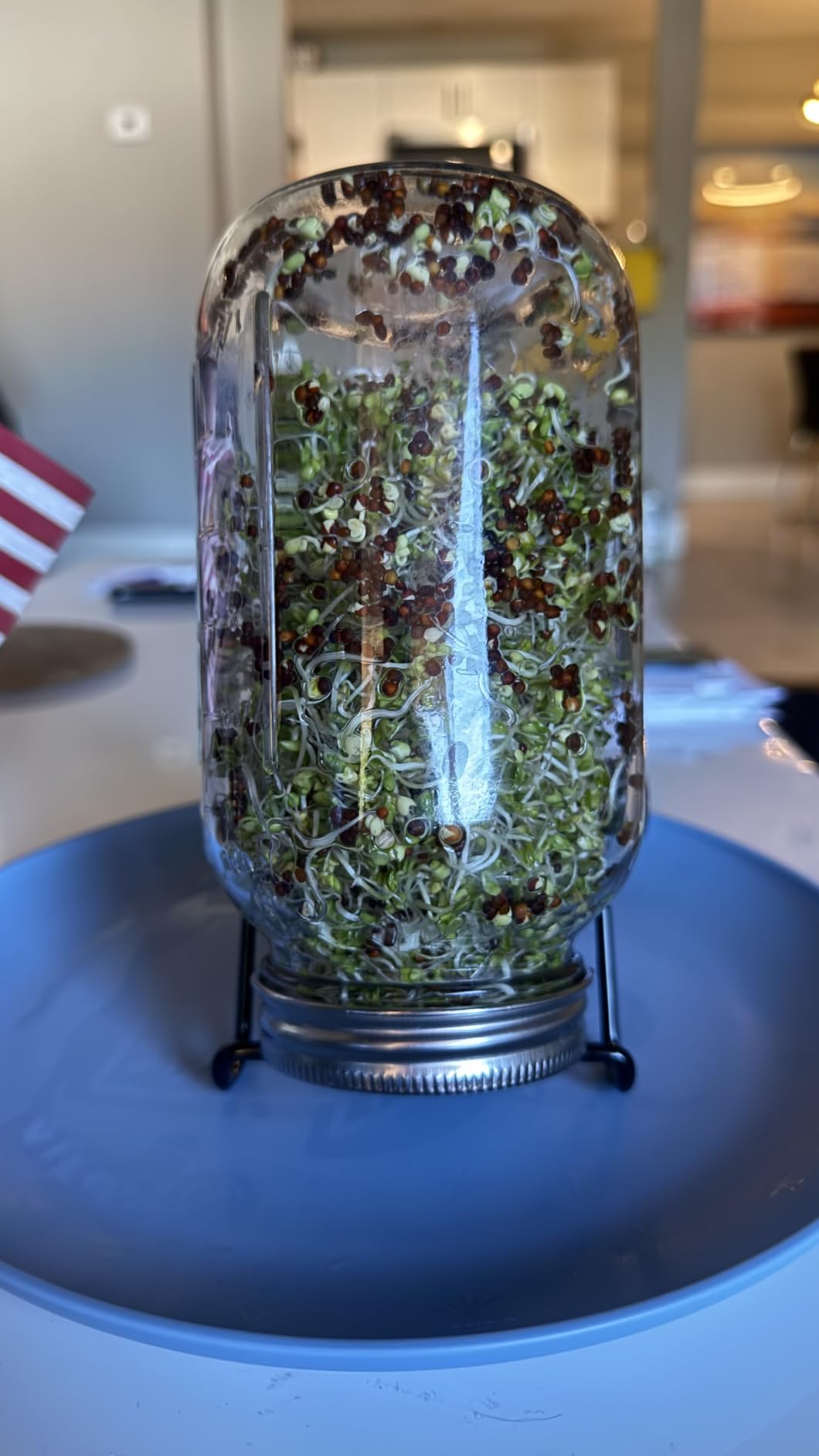 Radish Sprouting & Microgreens Seeds - Non-GMO, Heirloom Sprout Seeds Kit, 1lb Resealable Bag for & Growing Microgreens in Soil, Coconut Coir, Aerogarden & Hydroponic System. customer photo 2