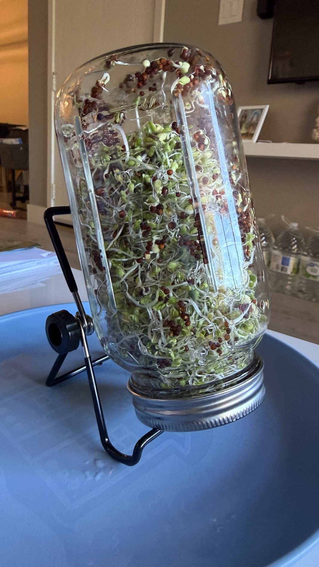 Broccoli Sprouting & Microgreens Seeds - Non-GMO, Heirloom Sprout Seeds Kit, 1lb Resealable Bag for Growing Microgreens in Soil, Coconut Coir, Aerogarden & Hydroponic customer photo 1