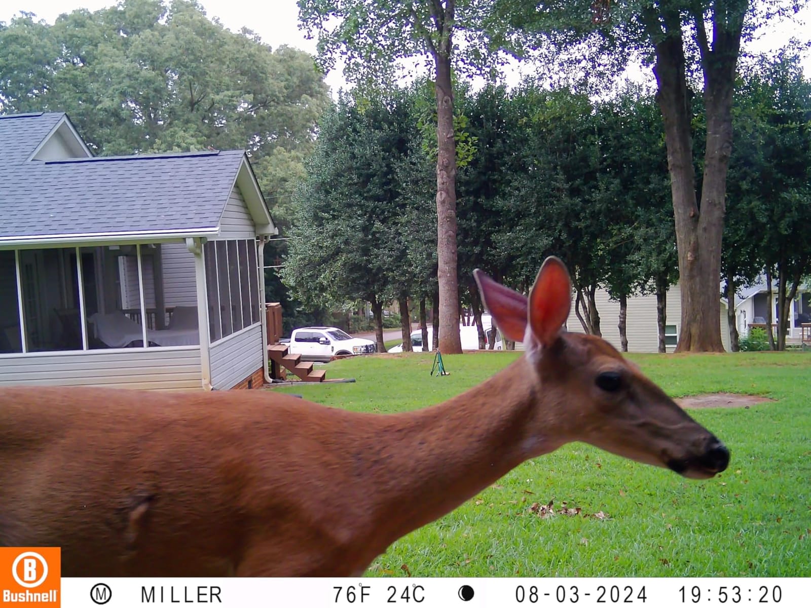 Bushnell No Glow Trail Camera CORE S-4K | 4K Video, 1.5 Color Viewscreen customer photo 1