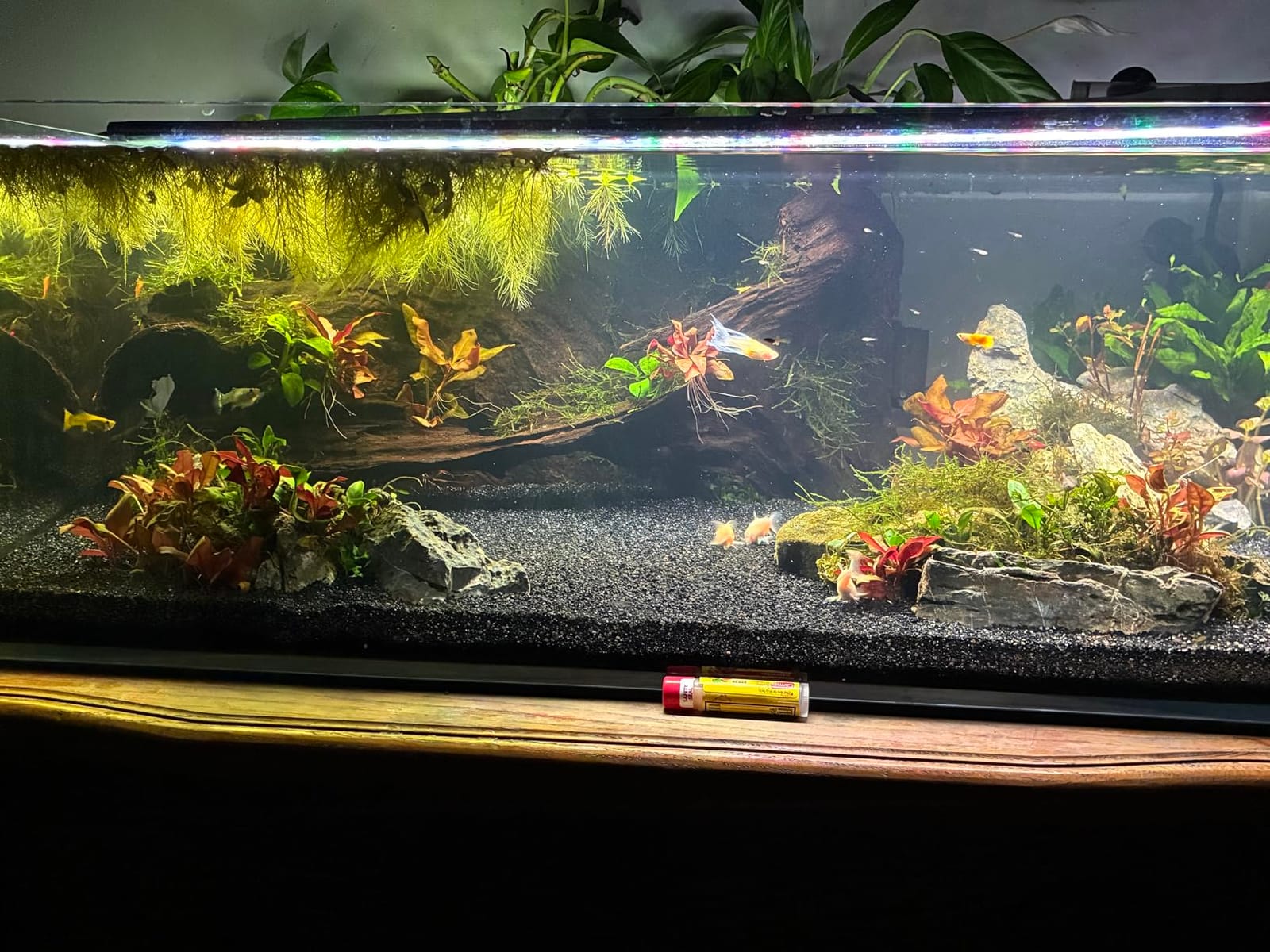 LANDEN Aquarium Cube 2 Gallon Ultra Clear Glass Rimless Fish Tank 20C | 7.9x7.9x7.9in, 5mm Low Iron Glass, leveling mat Included, Small Starter Aquascape Tank for Aquatic plant Betta customer photo 2