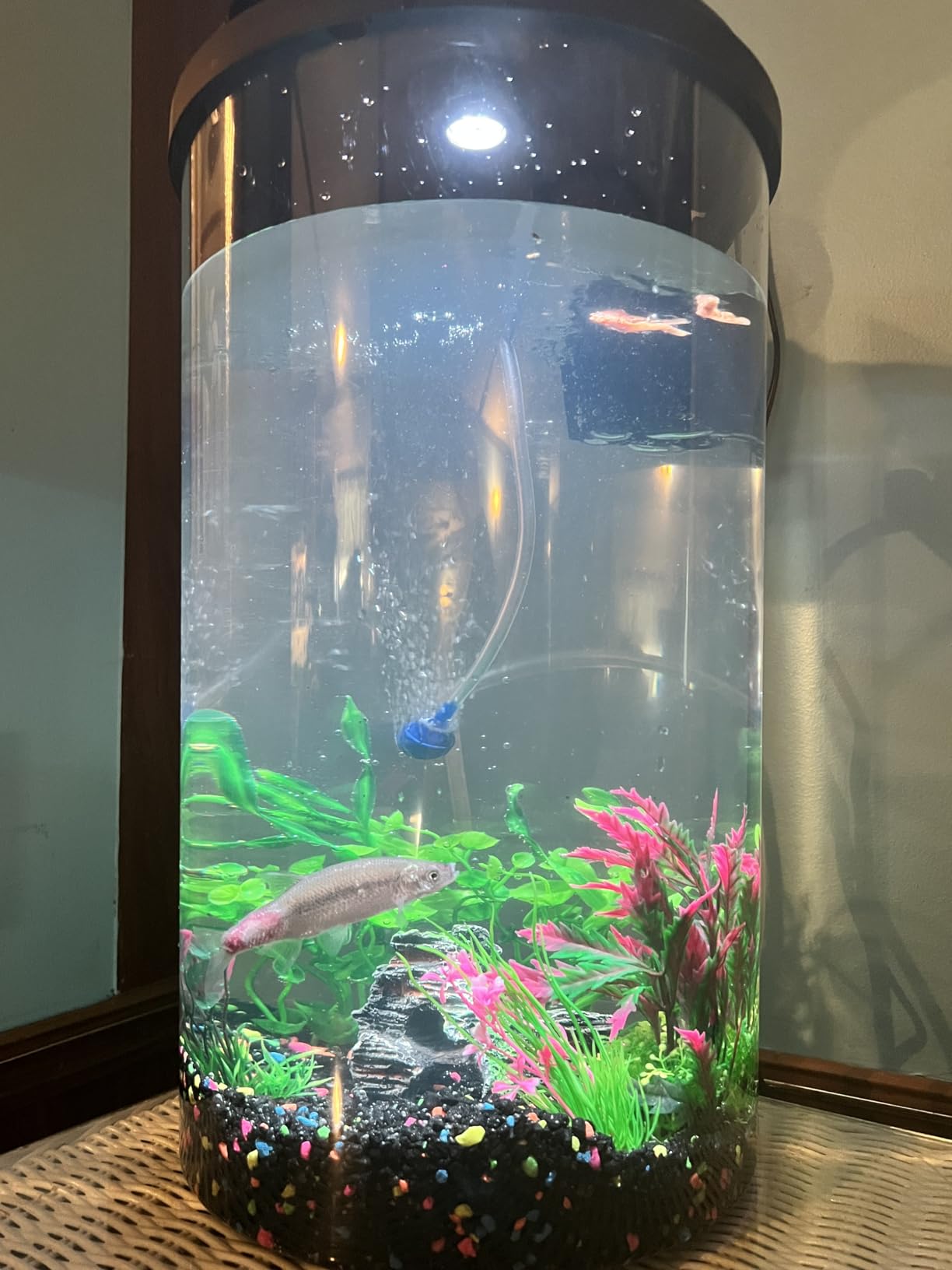 Koller Products 3-Gallon 360 Aquarium with LED Lighting (7 Color Selections) and Power Filter, Impact-Resistant Plastic, Ideal for a Variety of Tropical Fish customer photo 2