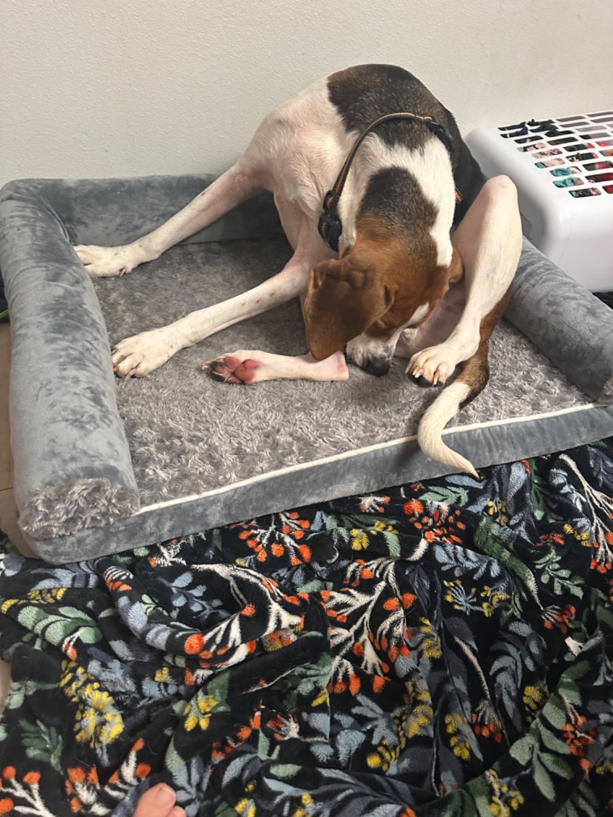 BFPETHOME Orthopedic Washable Dog Beds Large Sized Senior Dog for Comfy Sleeping with Removable Cover, Waterproof Big Soft Pet Couch Bed for Dogs Relax customer photo 1
