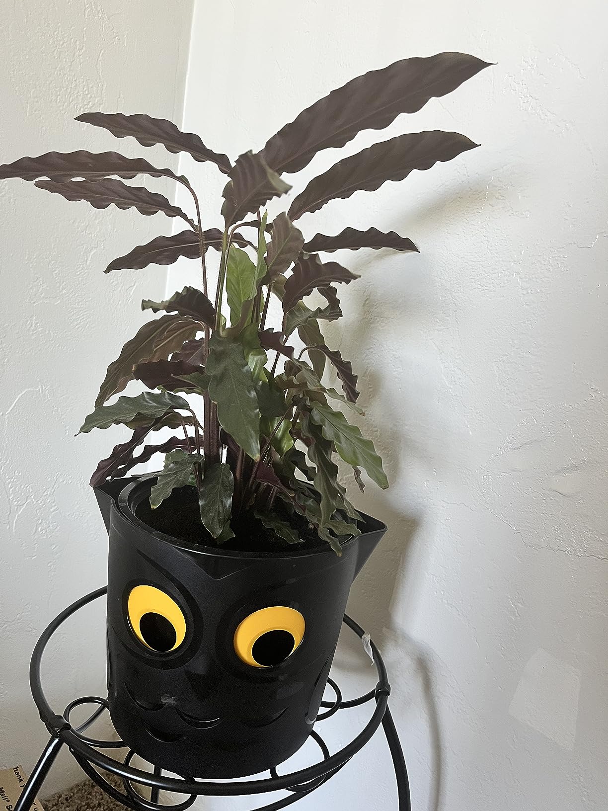 Clever Pot - Self Watering Pot for Indoor Outdoor Use, Animated Cloud Water Level Indicator, UV Resistant Planter, Ideal for Flowers, African Violets, and More 8