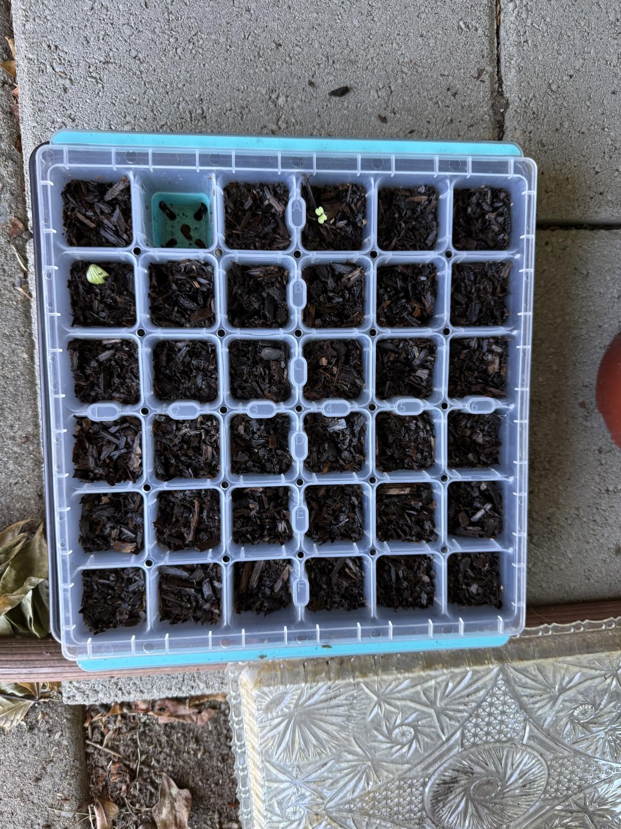 Burpee SuperSeed Seed Starting Tray | 36 Cell Reusable Seed Starter Tray | for Starting Vegetable, Flower & Herb Seeds | Indoor Grow Kit for Plant Seedlings | for Germination Success customer photo 1