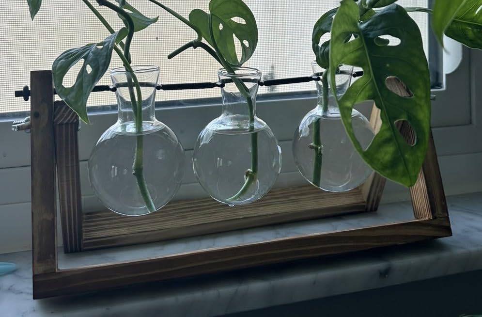 Renmxj Plant Propagation Stations with Wooden Stand & 5 Glass Bulb Vases | Plant Terrarium for Indoor Plants, Home Office Desk Decor, Gardening Gifts for Women Mom, Birthday Gifts for Plants Lovers customer photo 2