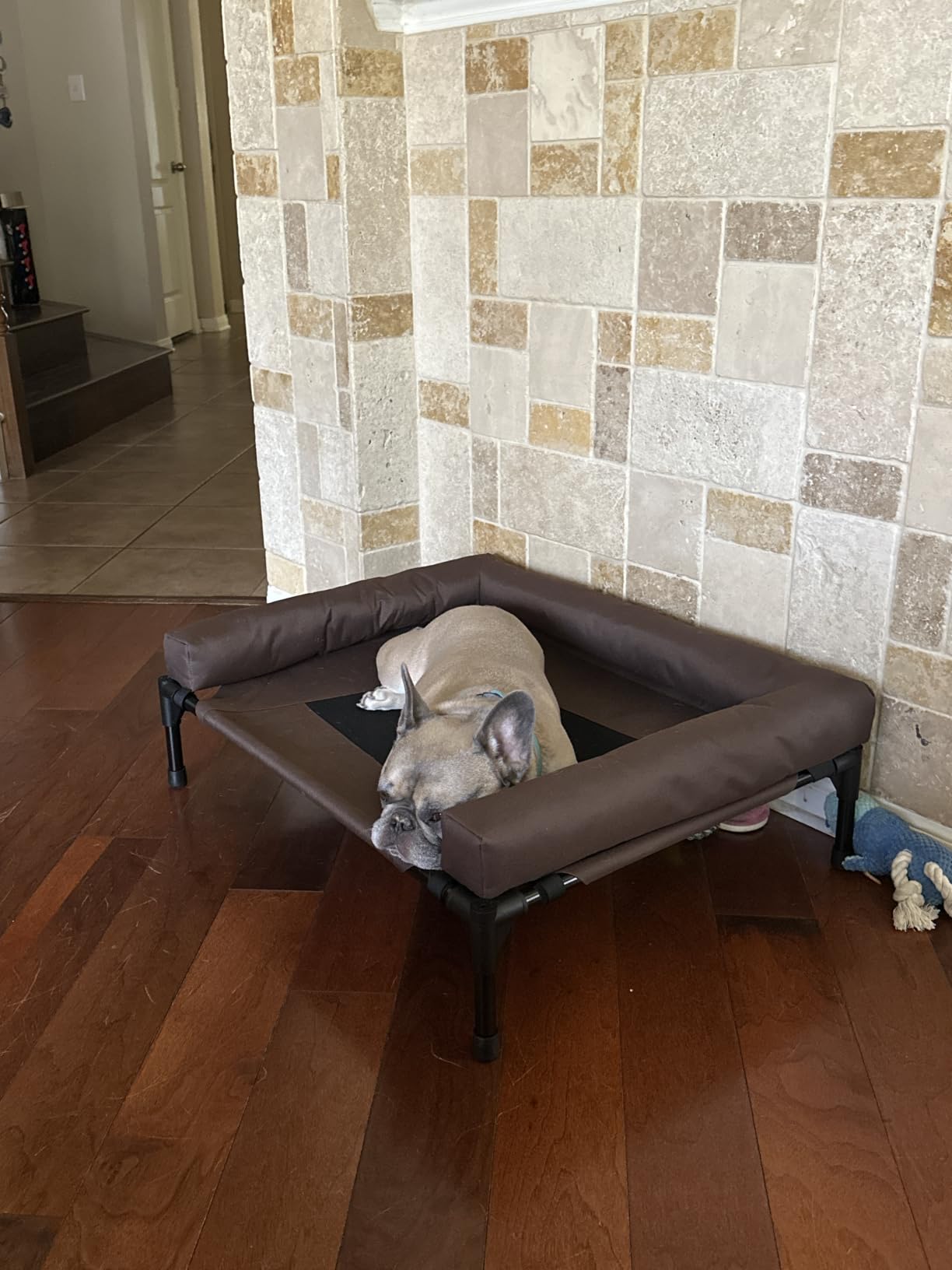 K&H Pet Products Bolster Dog Cot Cooling Indoor/Outdoor Elevated Dog Bed Hammock with Removable Bolster, Washable Mesh Cover, Raised Camping Bed for Medium Pets - Charcoal Medium 32