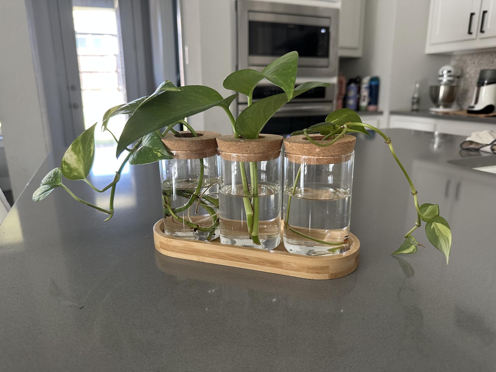 Dahey Plant Propagation Stations, 3 Pcs Glass Vases with Wooden Stand & Lid | Cork Anti-evaporation, Water Propagation Jars, Clear Root View Planter customer photo 1