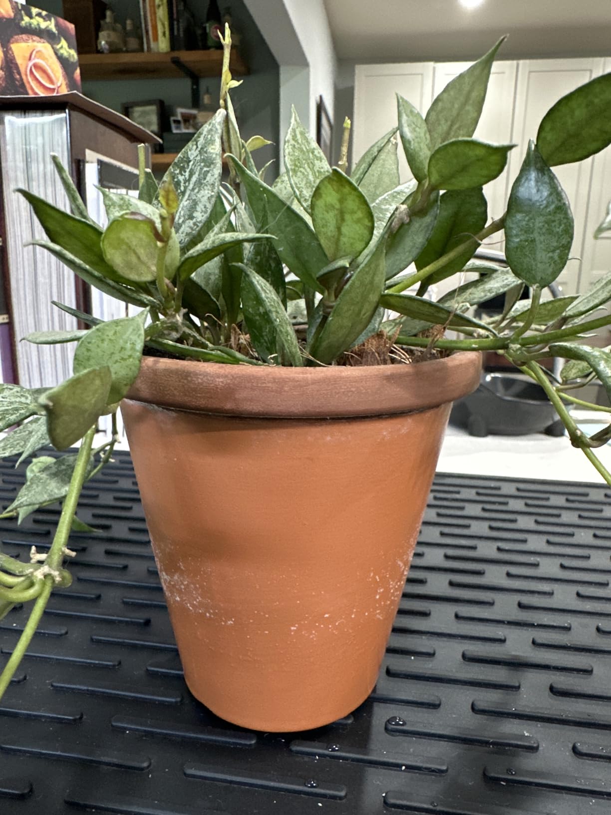 D'vine Dev Self Watering Terracotta Planter Pot, 6 in, 2-Pack, 37-Y-B-1 | Terracotta & Glass Design, Clear Water Reservoir, Visible Water Level, Easy Plant Care, Ideal for Busy Plant Lovers customer photo 1