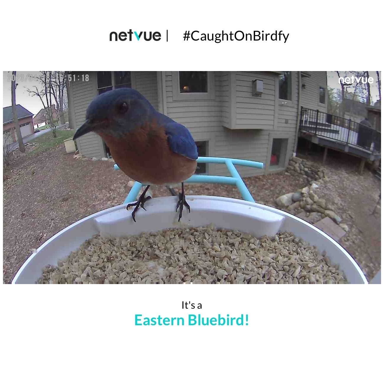 NETVUE by Birdfy Smart Bird Feeder with 2K AI Camera | Solar Powered, Auto Record & Notification, Accurate AI Bird ID, Free Cloud Storage, Share with 20+ Members, Work with Alexa customer photo 2
