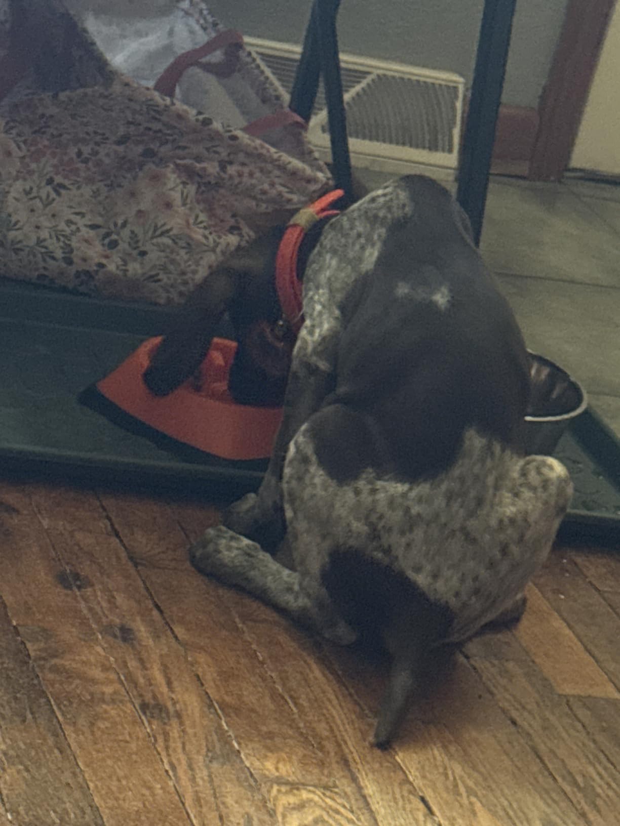 GORILLA GRIP Patented BPA Free Slow Feeder Dog Bowls, Interactive Puzzle Toy for Dogs and Cats Food Training Enrichment, Keeps Pets Busy and Prevents Puppy Overeating, Small Breeds, 1 Cup, Sage Green customer photo 1