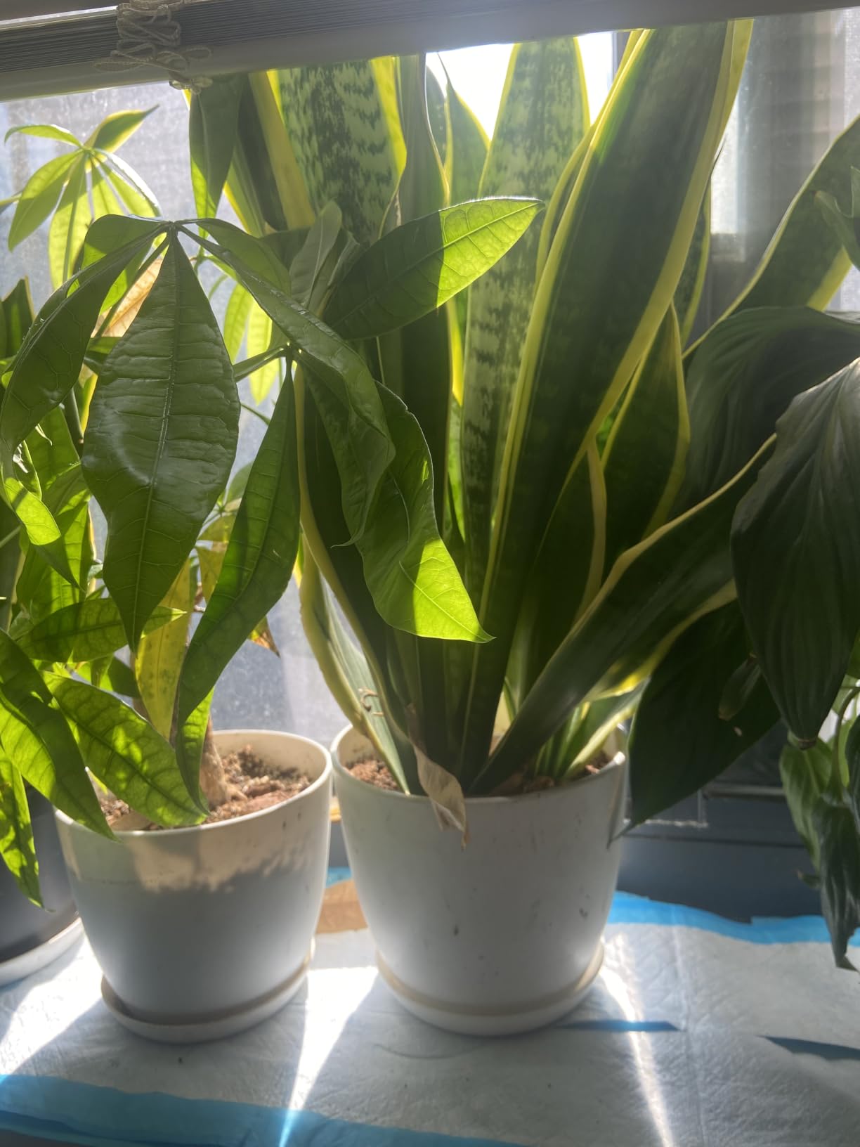 Plant Pots Indoor with Drainage, 5 Pack Multi-Size Planters Set, White | Drainage holes included Multiple sizes 7/6.6/6/5.3/4.8 In Indoor plants and flowers Durable plastic construction customer photo 1