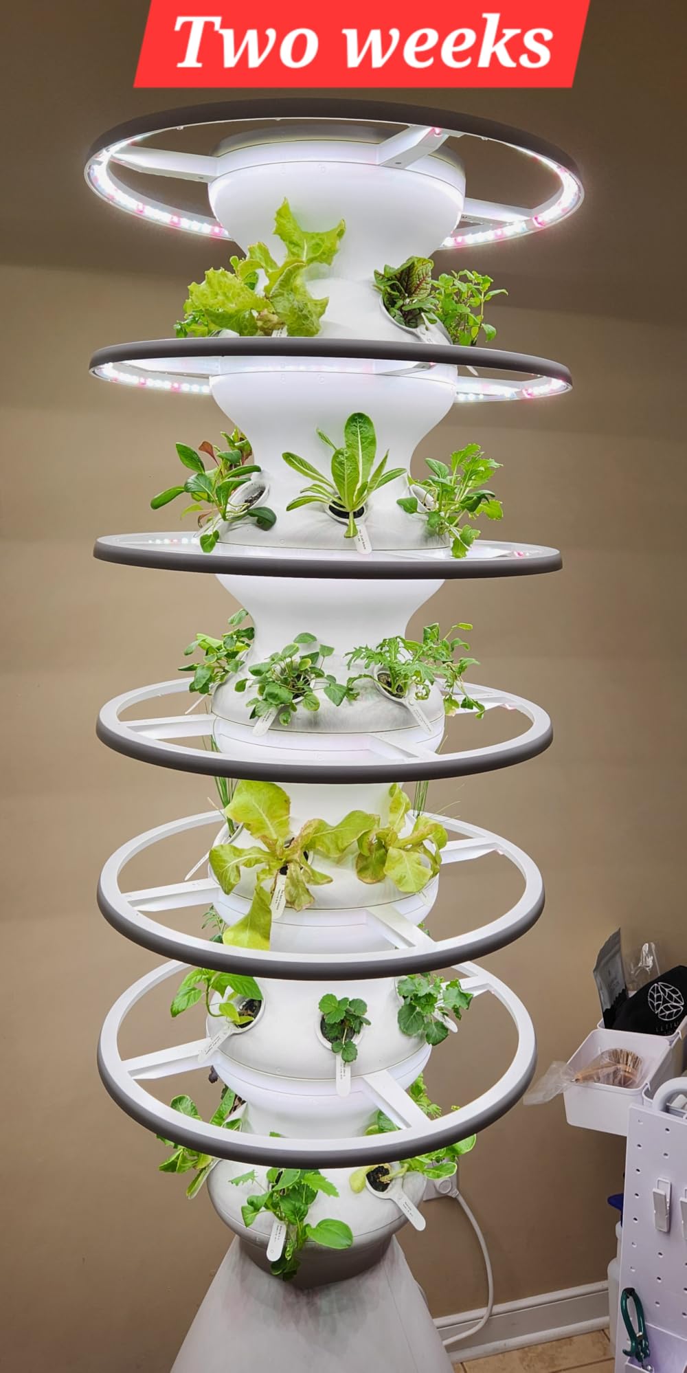 Farmstand Starter Kit with Glow Rings and 12 Seedling Credits | Tiny Hydroponic Growing System Kit | Vertical Garden Planter Tower | 3ft 8in Tall customer photo 1