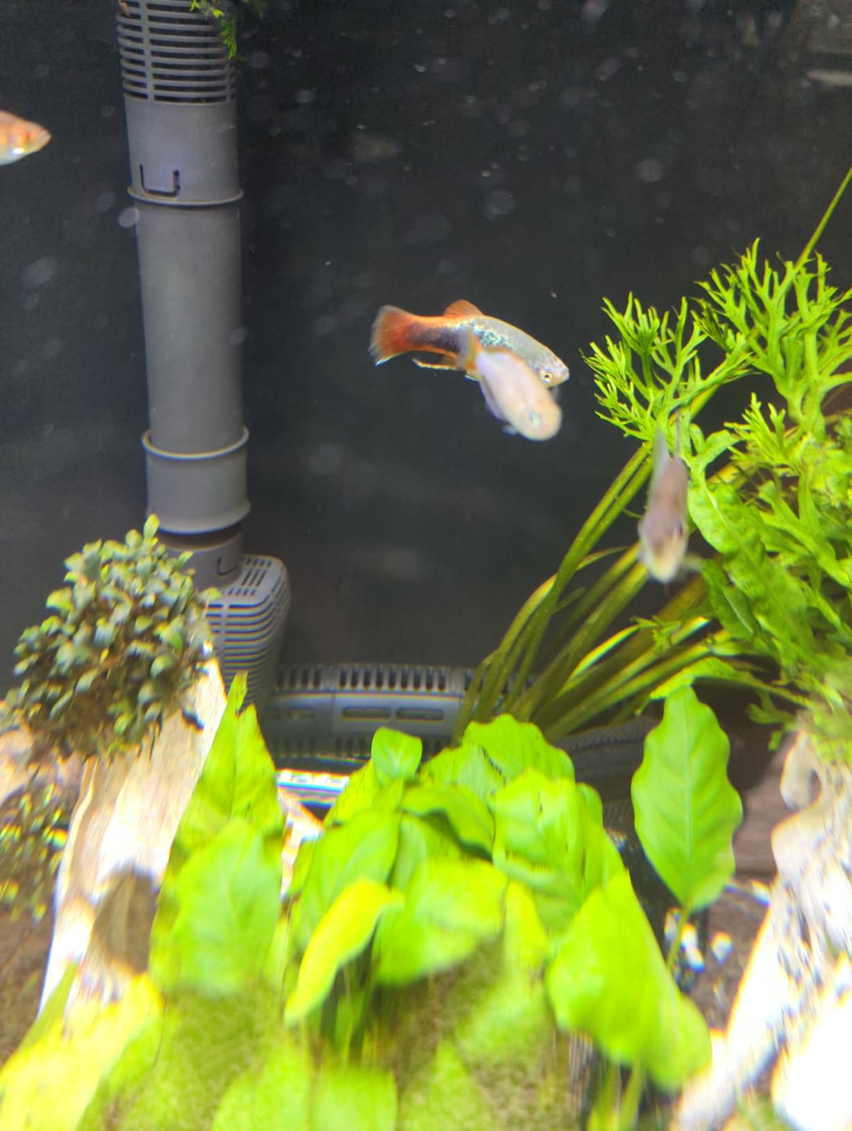 HiTauing Aquarium Heater, 300W Fish Tank Heater with LED Digital Display & 5 Safety Protection customer photo 1