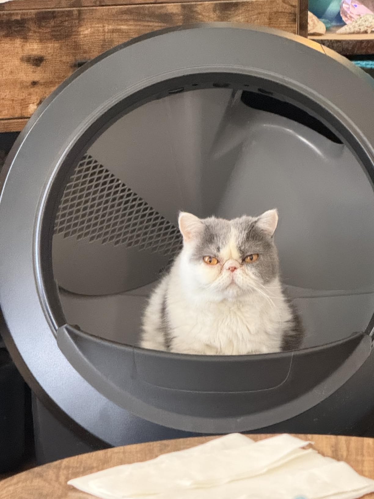 Litter-Robot 4 with Step & Fence by Whisker, Black | Automatic, Self-Cleaning Cat Litter Box, Helps Reduce Litter Box Odors, Never Scoop Again, Includes 1 Year of WhiskerCare customer photo 2