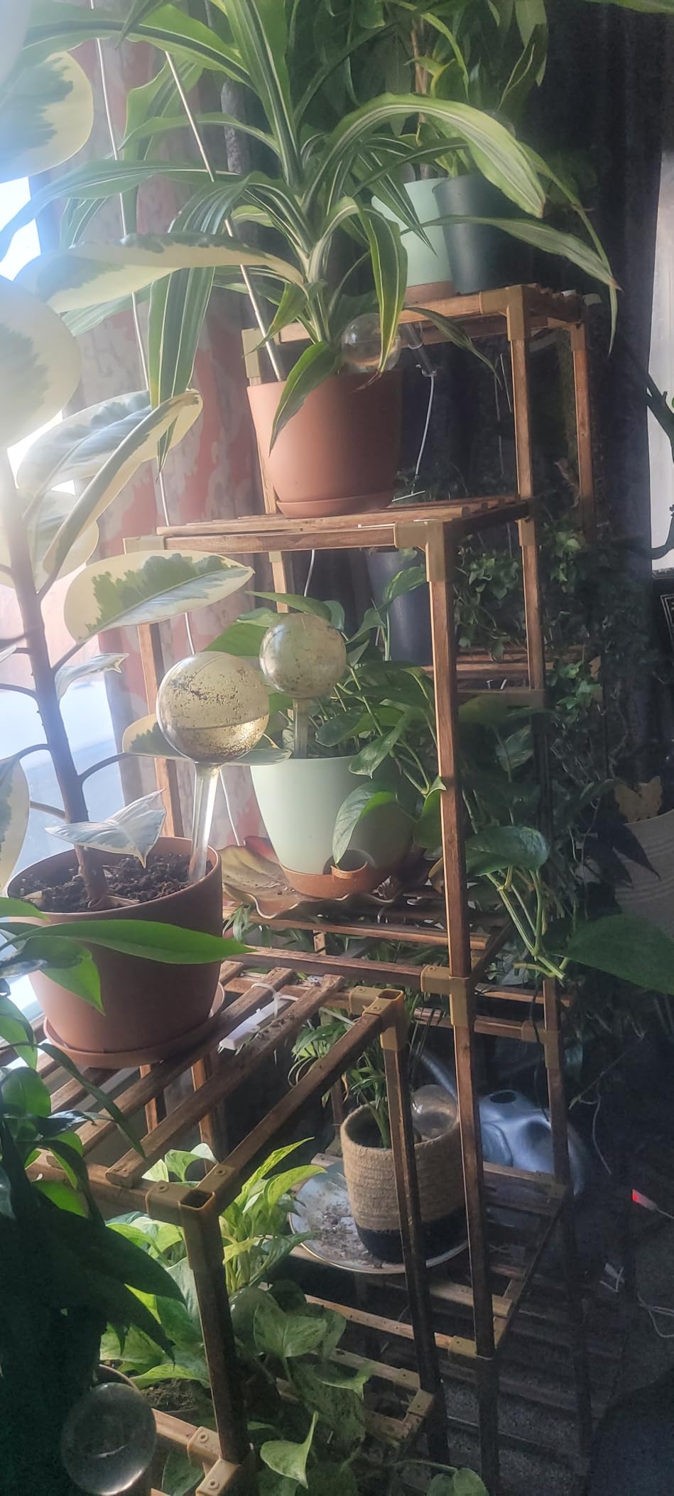 YNNICO Indoor Self Watering Planters with Drainage Holes and Saucers, 8, 7, 6.5, 6, 5.5, 5 Inches, Green, 6 Pots. customer photo 1