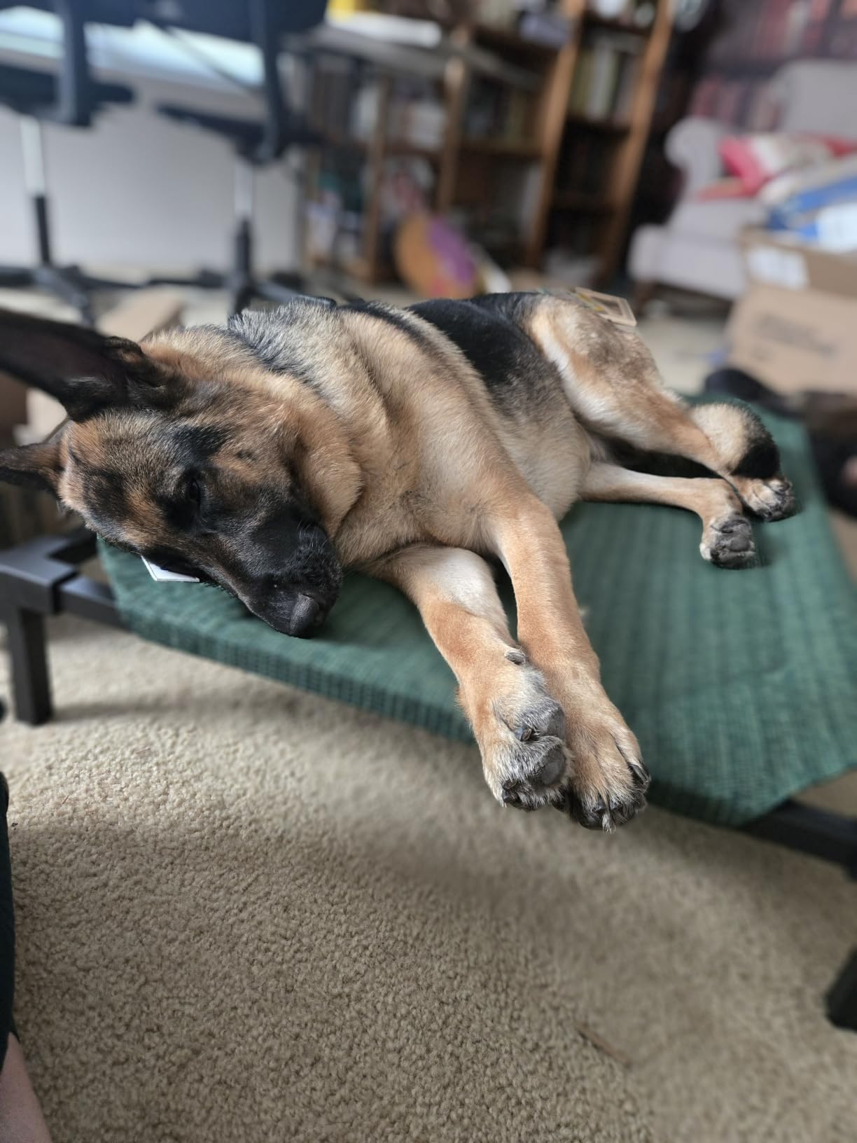Pro Elevated Dog Bed - Low-Profile Access, Moisture-Resistant Cover, Breathable Fabric & Tool-Free Setup, Brunswick Green, Standard customer photo 1