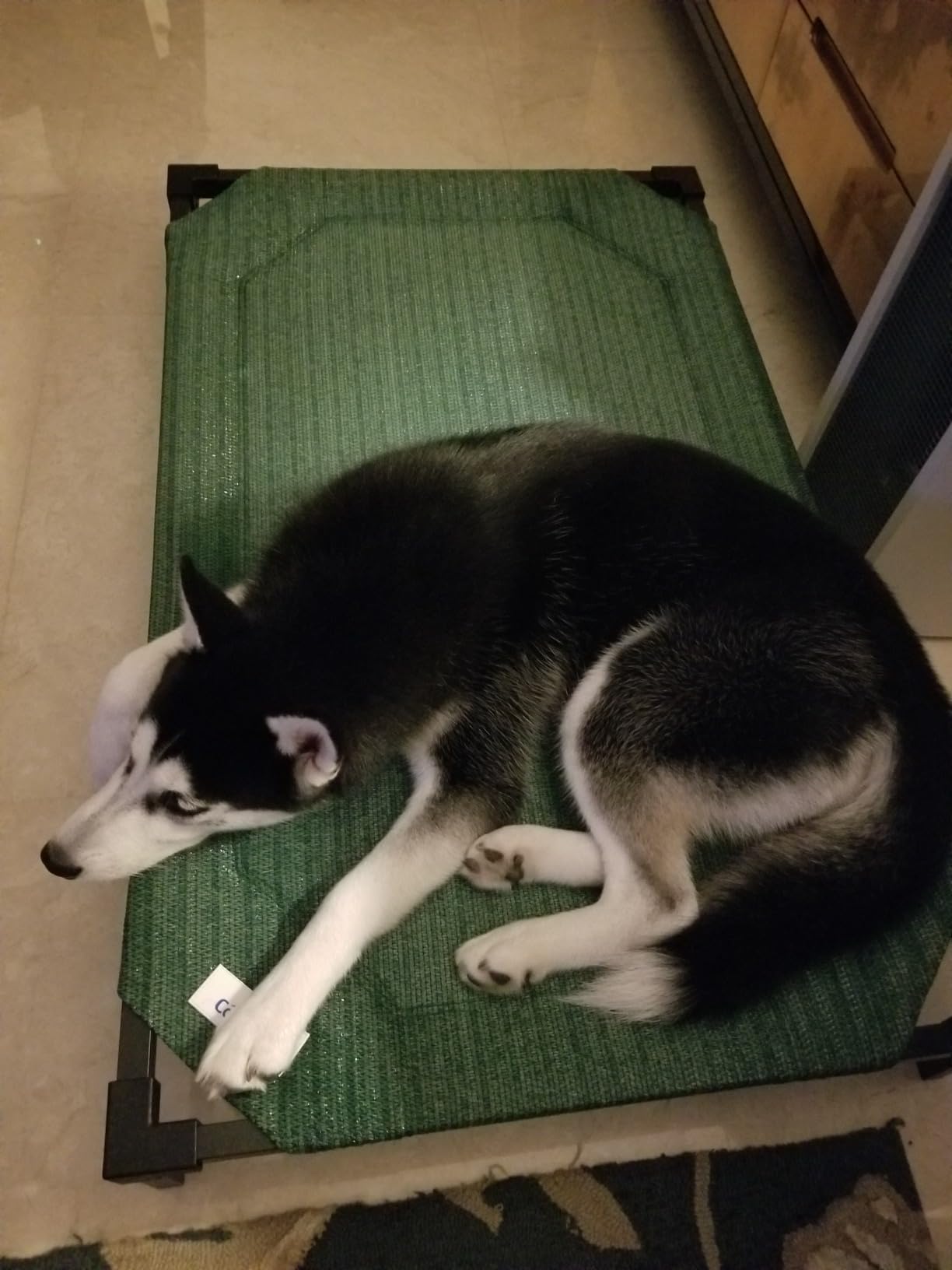 Pro Elevated Dog Bed - Low-Profile Access, Moisture-Resistant Cover, Breathable Fabric & Tool-Free Setup, Brunswick Green, Standard customer photo 2