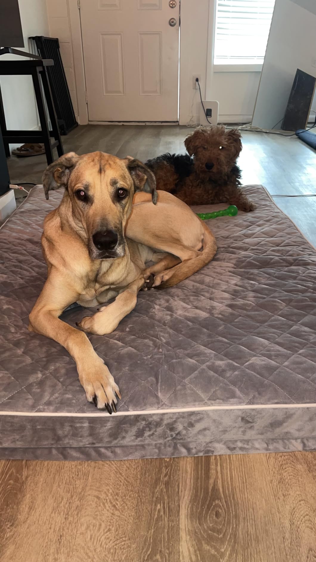 WNPETHOME Orthopedic Waterproof Extra Large Dogs Bed with Removable Washable Cover, Multi-Needle Quilting XL Crate Bed for Large Sized Dog, Light Grey customer photo 1