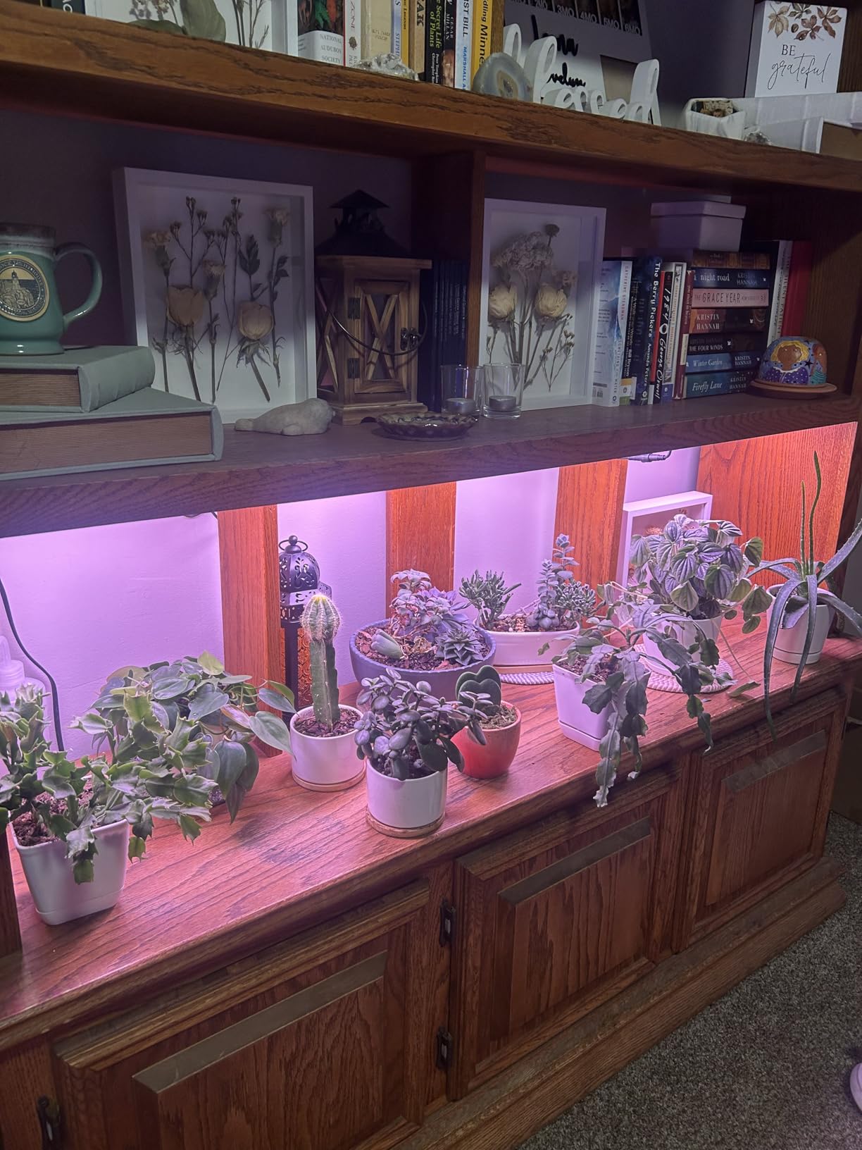Barrina Grow Lights Panel for Indoor Plants, 40W (4 x 10W), Full Spectrum, Ultra-Thin, with 3/6/12H Auto On/Off Timer, 8 Dimmable Levels, 3 Spectrum Modes, for Greenhouse, Seedlings, 4-Pack customer photo 2