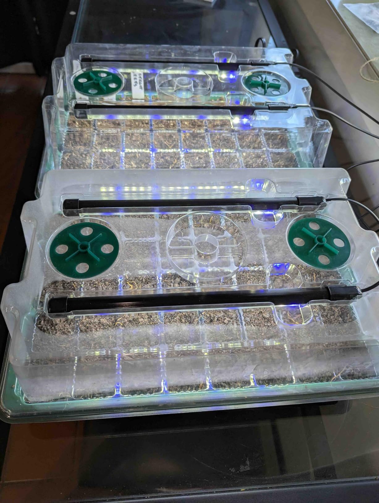 BlumWay Seed Starter Tray with Grow Light,2 Pack 80 Cells Seedling Tray Kit with Humidity Dome/Indoor Plant Starter Kit, Adjustable Brightness Plant Germination Trays-Green customer photo 1
