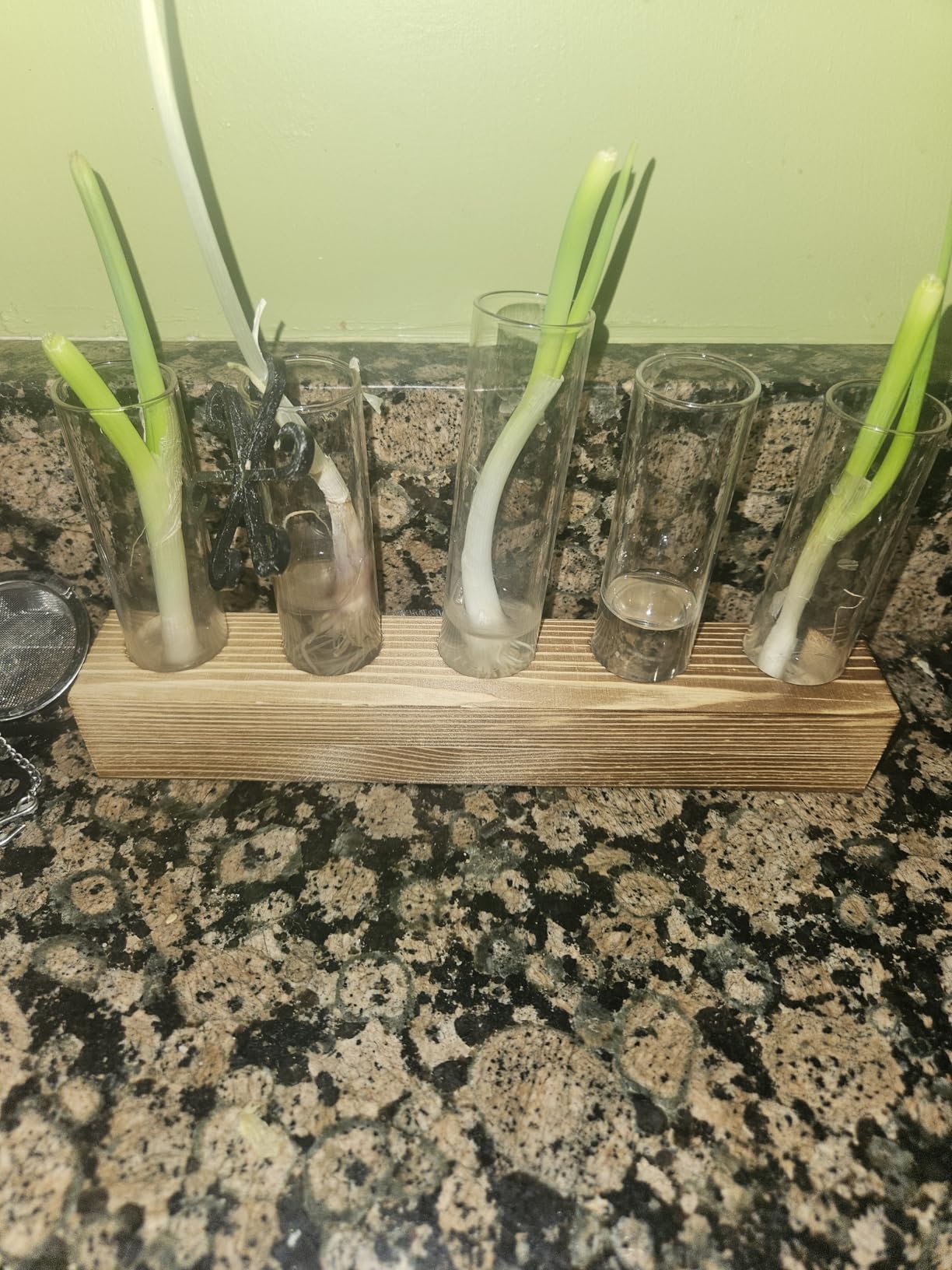 Renmxj Plant Propagation Station, Plant Terrarium with Wooden Stand | Plants Pots for Hydroponics, Small Birthday Gardening Gifts for Women Mom Plants Lovers Unique - 5 Glass Test Tubes Vases customer photo 1
