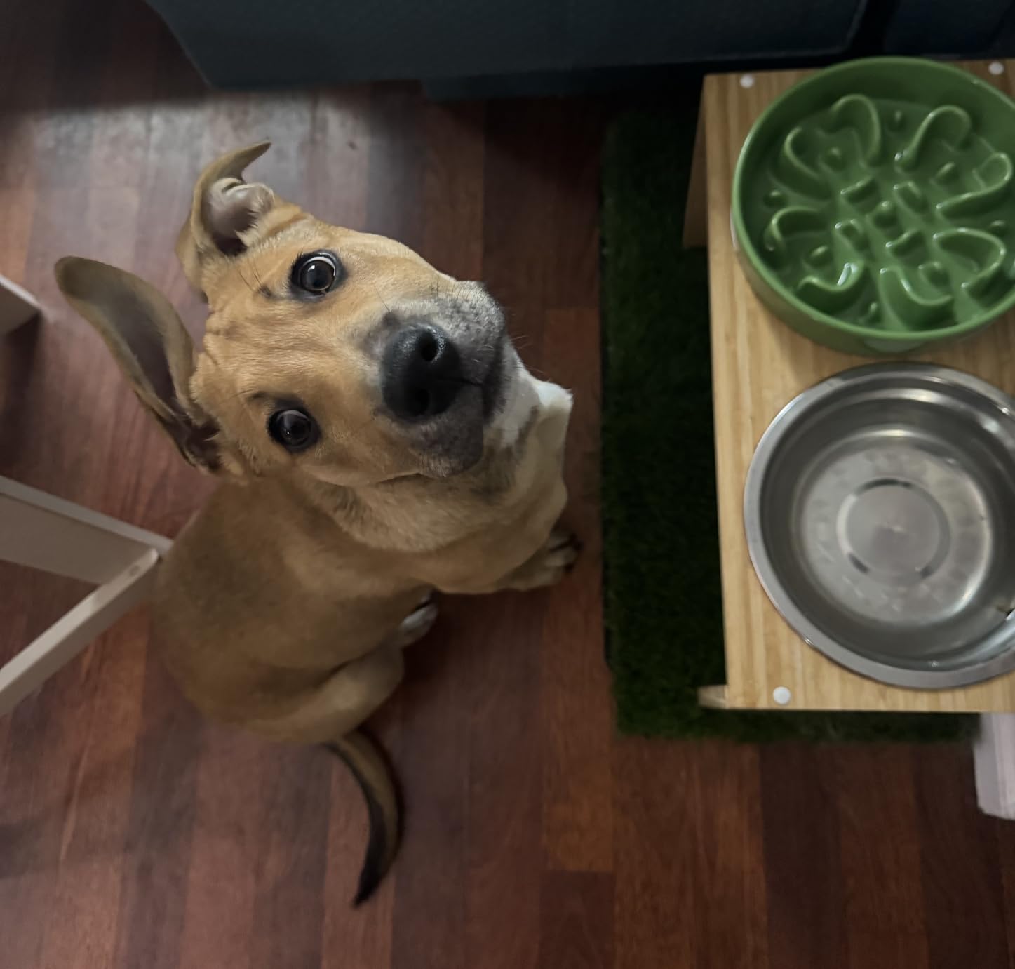 LE TAUCI Ceramic Slow Feeder Dog Bowls Small Breed, 0.6 Cups Dog Food Dish for Fast Eaters, Puzzle Bowl for Small Dogs and Cats, Clover Green customer photo 1