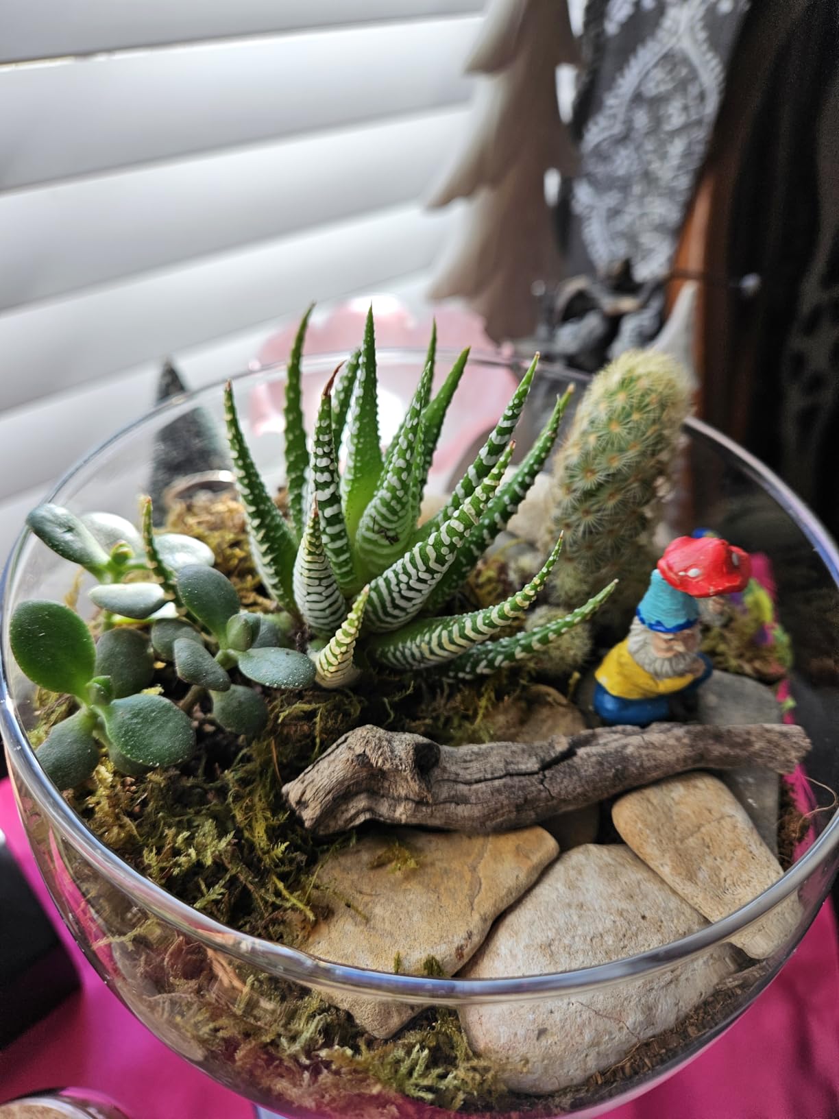 Terrarium Kit, Succulents & Indoor Plants Set DIY | Starter Pack for Any Plant - Build Your Own Ecosystem - Supplies for 64 fl oz Jar or Pot - (Jar & Plants Not Included) customer photo 1
