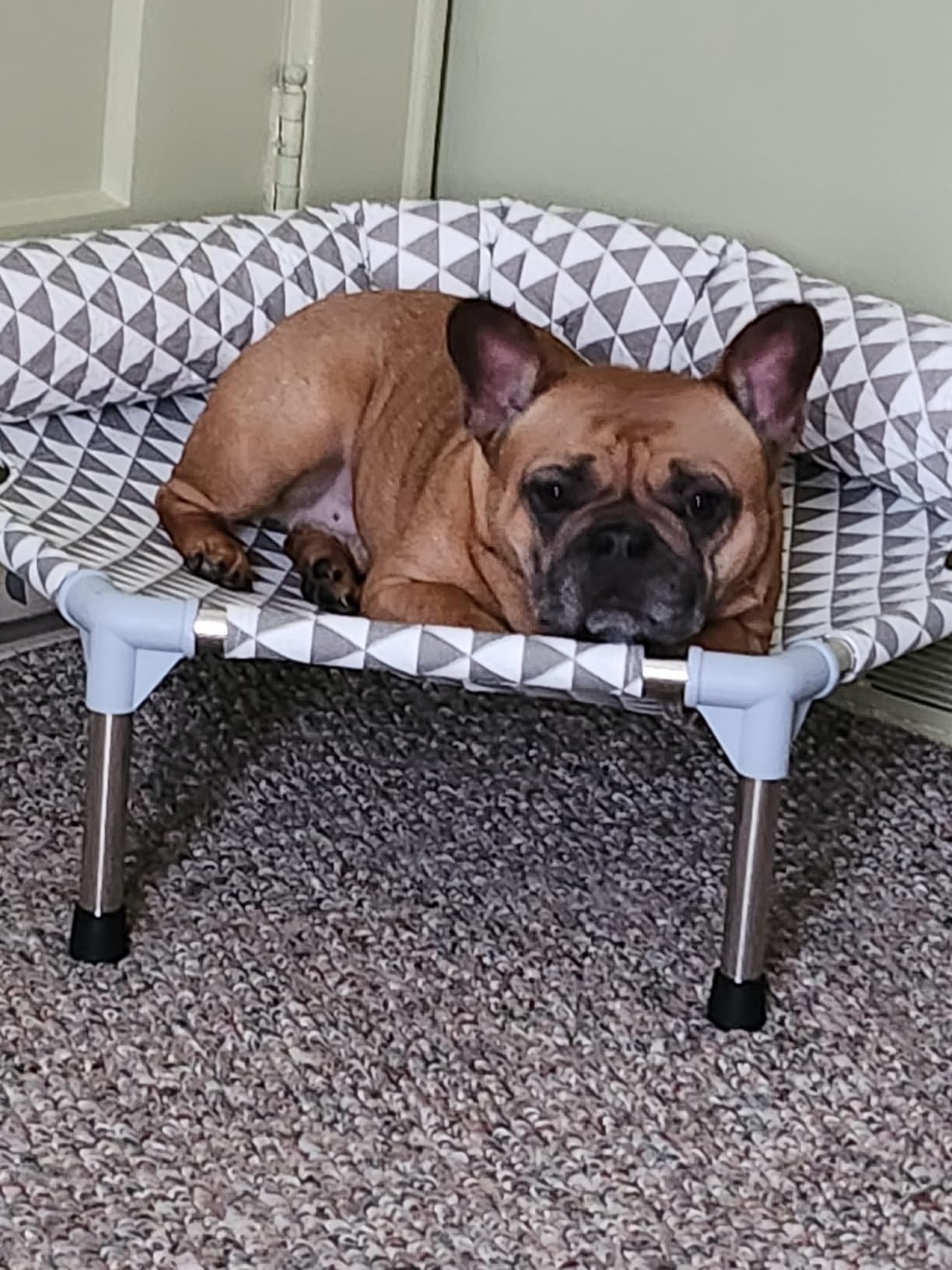 Kuntrust Elevated Outdoor Dog Bed, Medium Size, Cotton Material, Non-Slip Feet, Fits up to 70lbs | Breathable Fabric, Dual-Layer Cotton, Stainless Steel Frame, Anti-Slip Feet customer photo 1