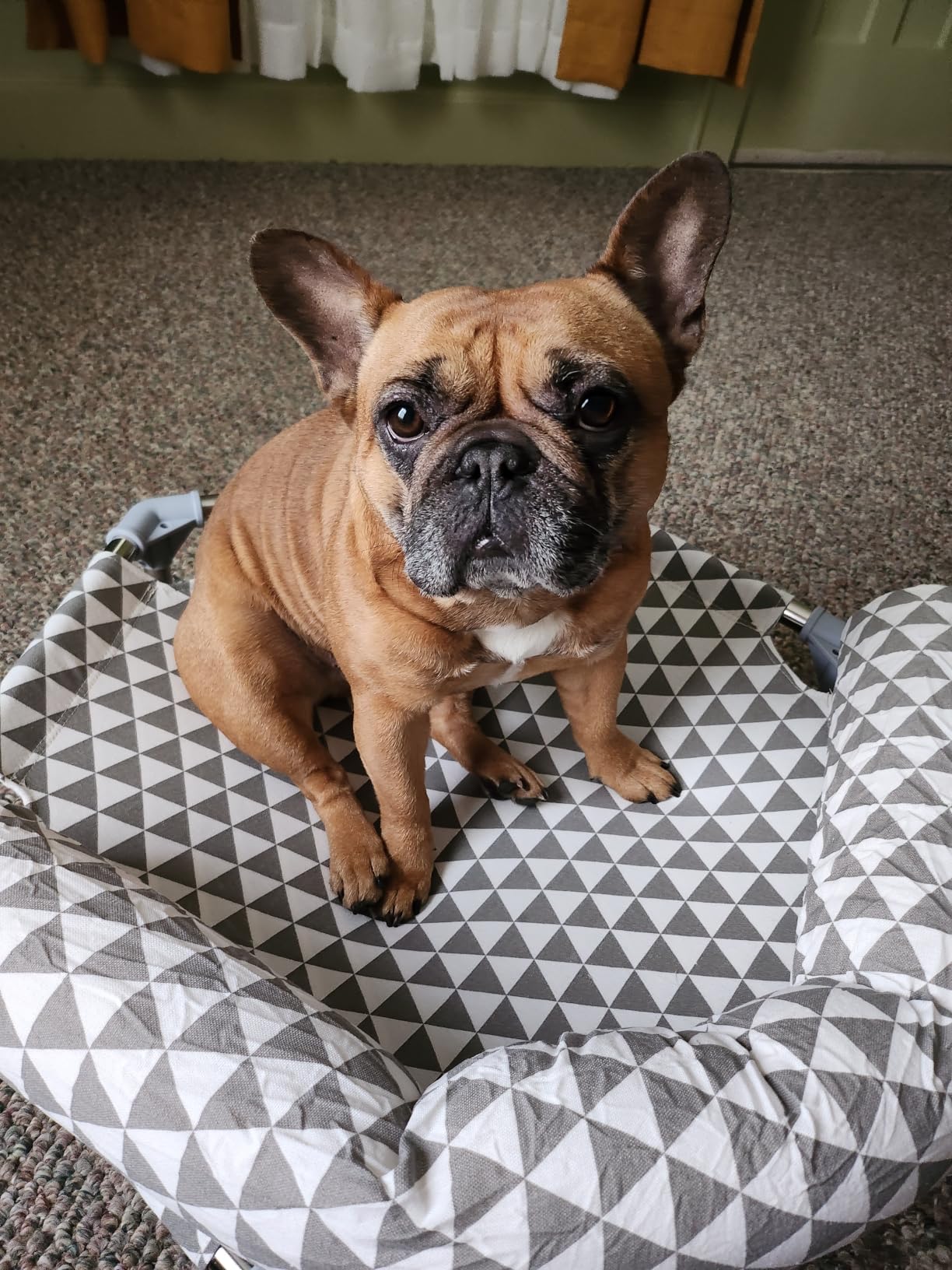 Kuntrust Elevated Outdoor Dog Bed, Medium Size, Cotton Material, Non-Slip Feet, Fits up to 70lbs | Breathable Fabric, Dual-Layer Cotton, Stainless Steel Frame, Anti-Slip Feet customer photo 2