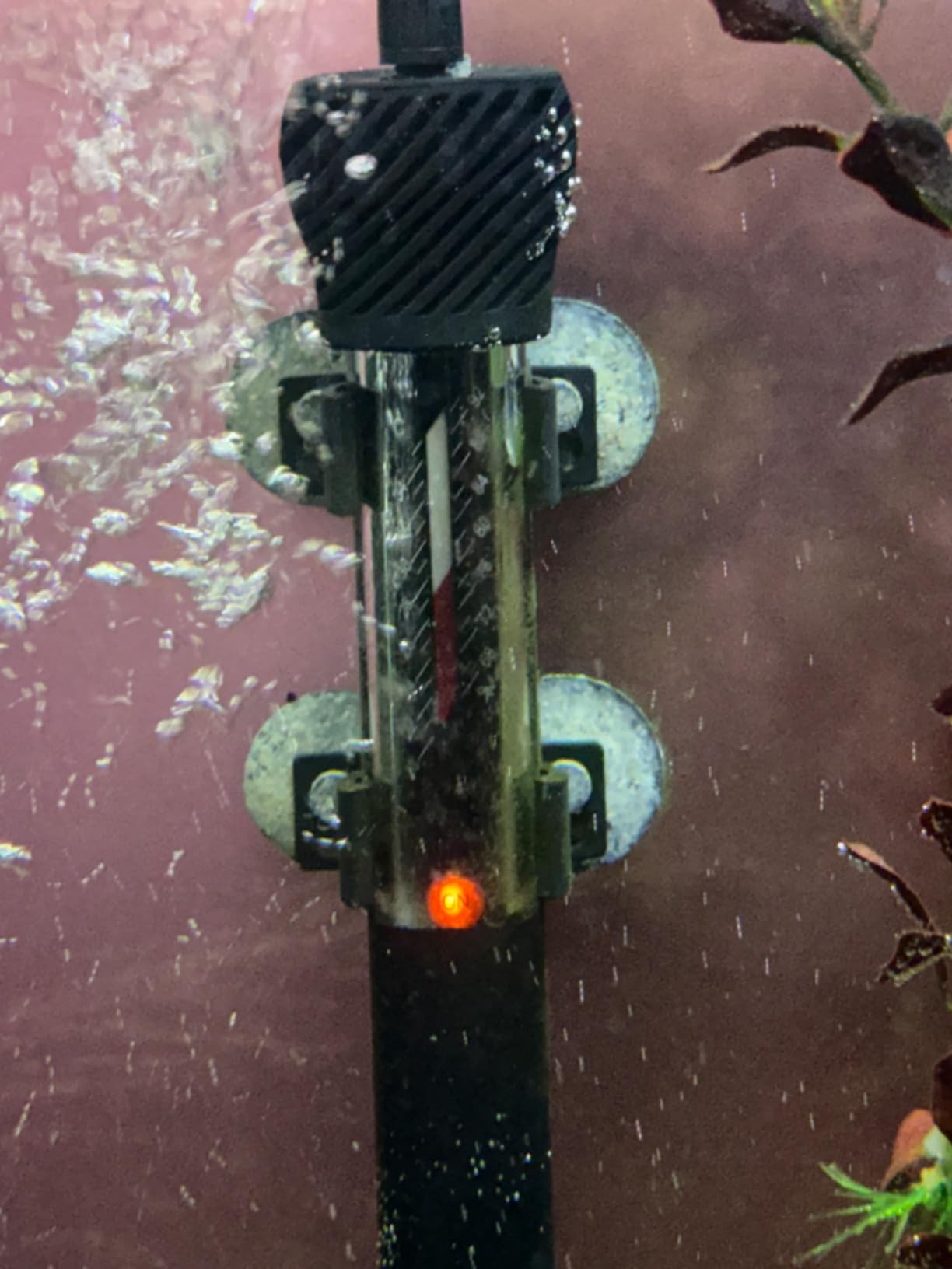 hygger ETL Certification Aquarium Heater, 50W/100W/200W/300W Submersible Fish Tank Thermostat Heater with Firm Double Pair Suction Cups for Coral Saltwater and Freshwater Tank with Thermometer (100W) customer photo 2