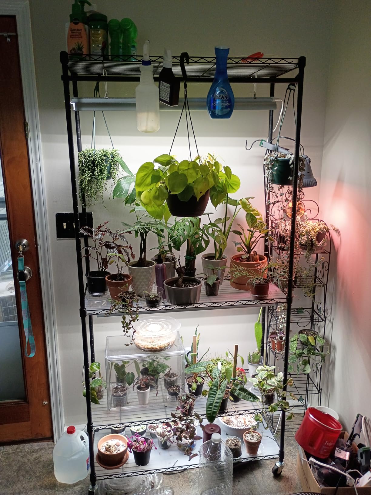 Barrina CX3 Plant Stand with Grow Light, 4-Tier, 108W, 35.4x13.8x70.9IN | 3FT 5000K Full Spectrum Plant Lamps, Indoor DIY Plant Shelf, Flower Pot Display Rack, Greenhouse, Wheel, Mechanical Timer customer photo 2