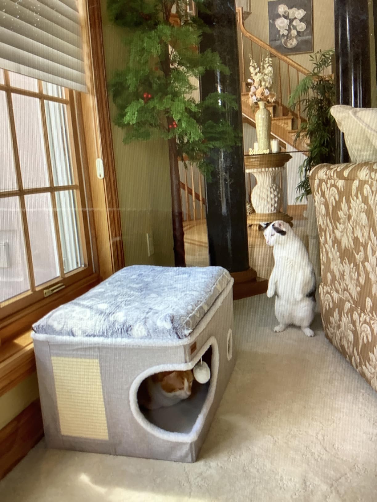 Garnpet Cat Bed for Indoor Cats Cube House, Covered Cat Cave Beds & Furniture with Scratch Pad and Hideaway Tent, Cute Modern Cat Condo for Multi Small Pet Large Kitten Kitty, Grey customer photo 2