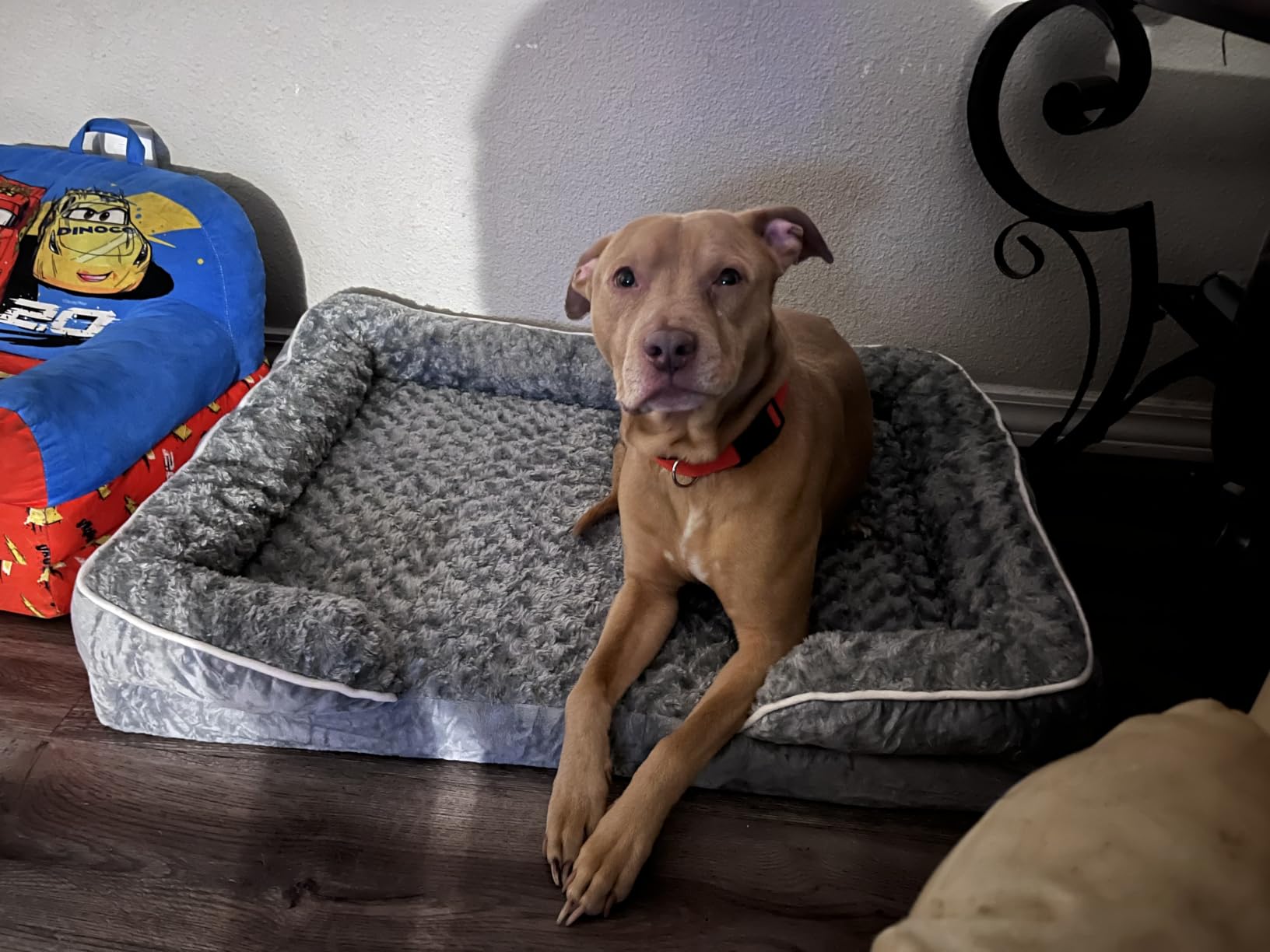 WNPETHOME Orthopedic Washable Dog Bed Large for Senior Dog Cozy Sleep | Waterproof Big Soft Dog Couch Sofa Bed for Dogs Relax with Removable Cover Supportive Comfort Pet Bed Dark Grey 36x27 Inch customer photo 1