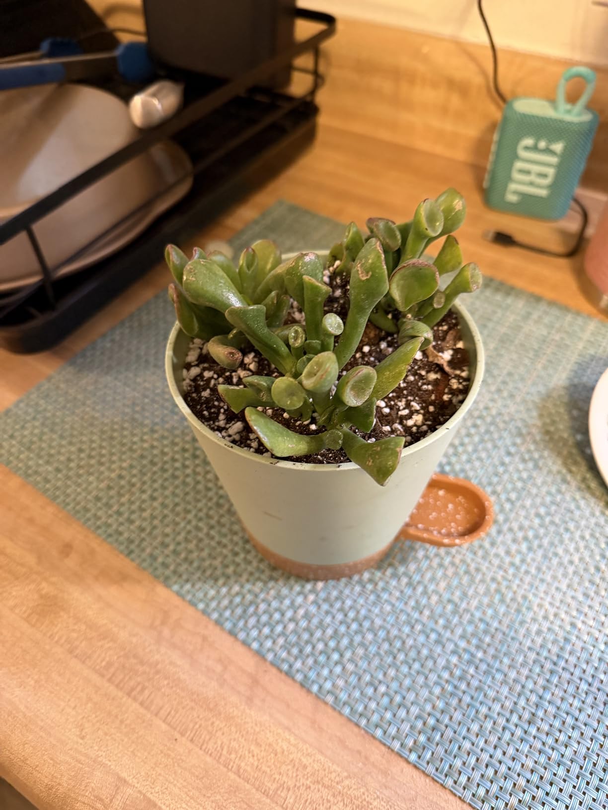 12 inch Plant Pots, Self Watering Pots, Large Plastic Flower Pots with Deep Reservoir and High Drainage Holes for Indoor Outdoor Plants and Flowers, Black customer photo 2