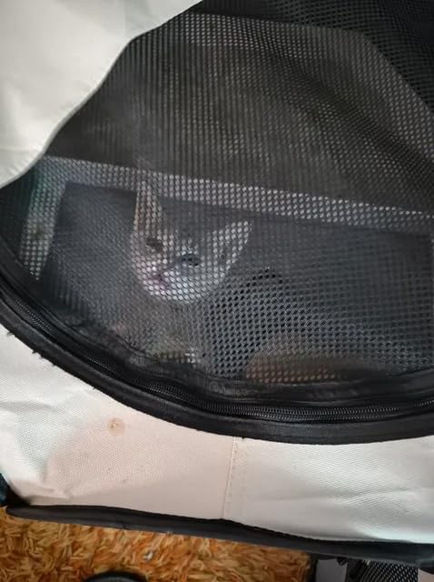 Siedihit Dog Cat Playpen, Puppy Pet Playpen Indoor for Small Dog Crate Tent Cage Outdoor, Portable Pop Up Dogs Enclosure Kennel with Carrying Case customer photo 1