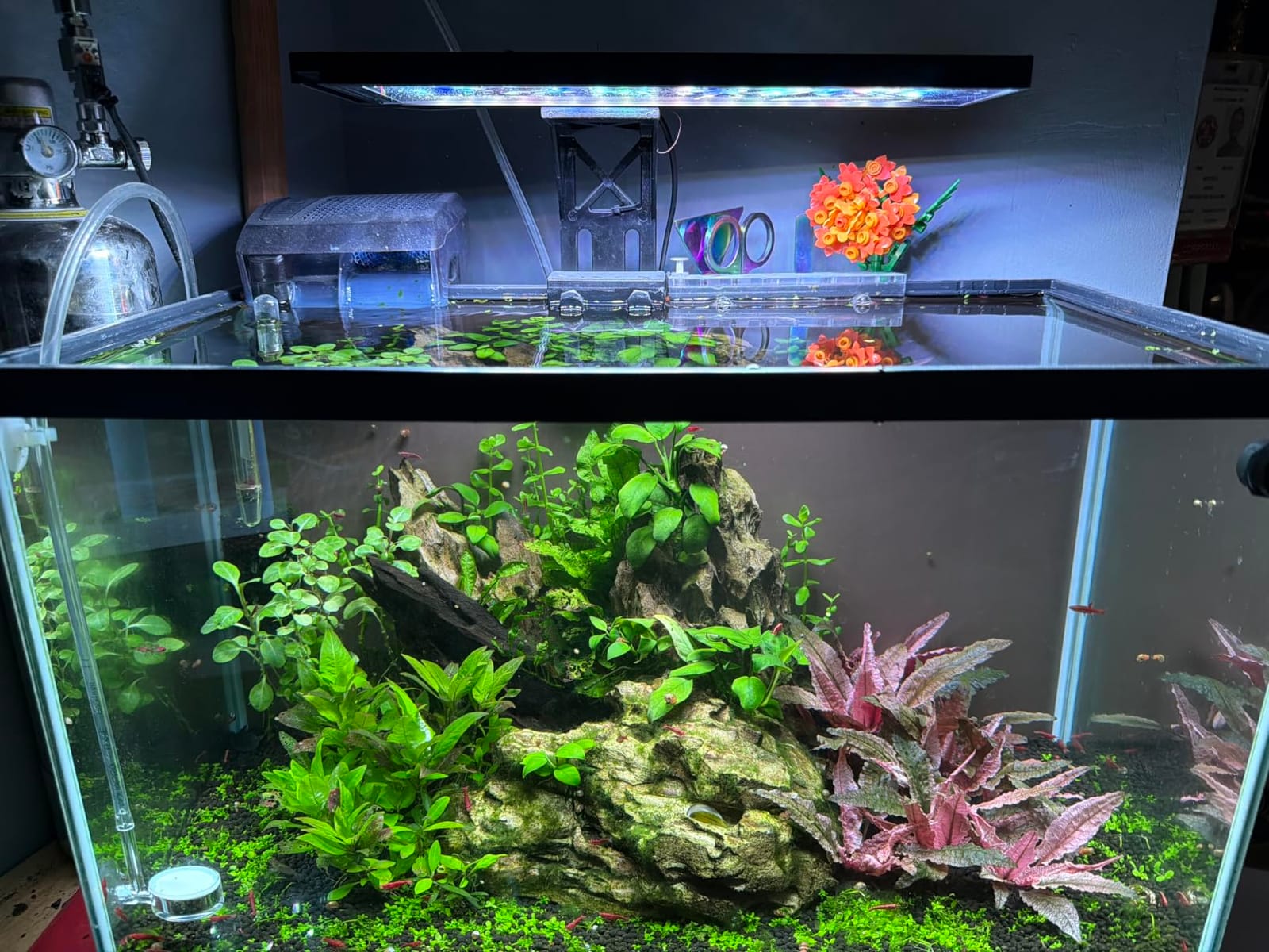 SEAOURA Clip On Aquarium Light for Plants-24/7 Fish Tank Light, 12-20 Inch | Led Aquarium Plant Light with Timer, Full Spectrum+7 Colors Mode, Auto On/Off, Adjustable Brightness and Height, 20W customer photo 1