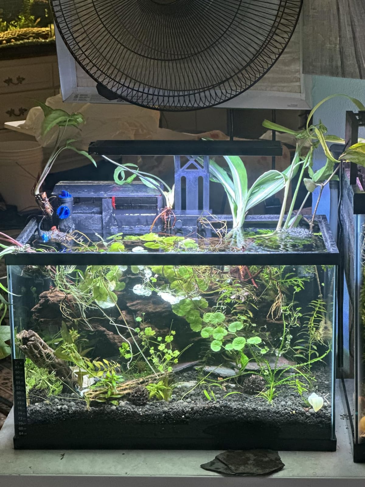 SEAOURA Clip On Aquarium Light for Plants-24/7 Fish Tank Light, 12-20 Inch | Led Aquarium Plant Light with Timer, Full Spectrum+7 Colors Mode, Auto On/Off, Adjustable Brightness and Height, 20W customer photo 2