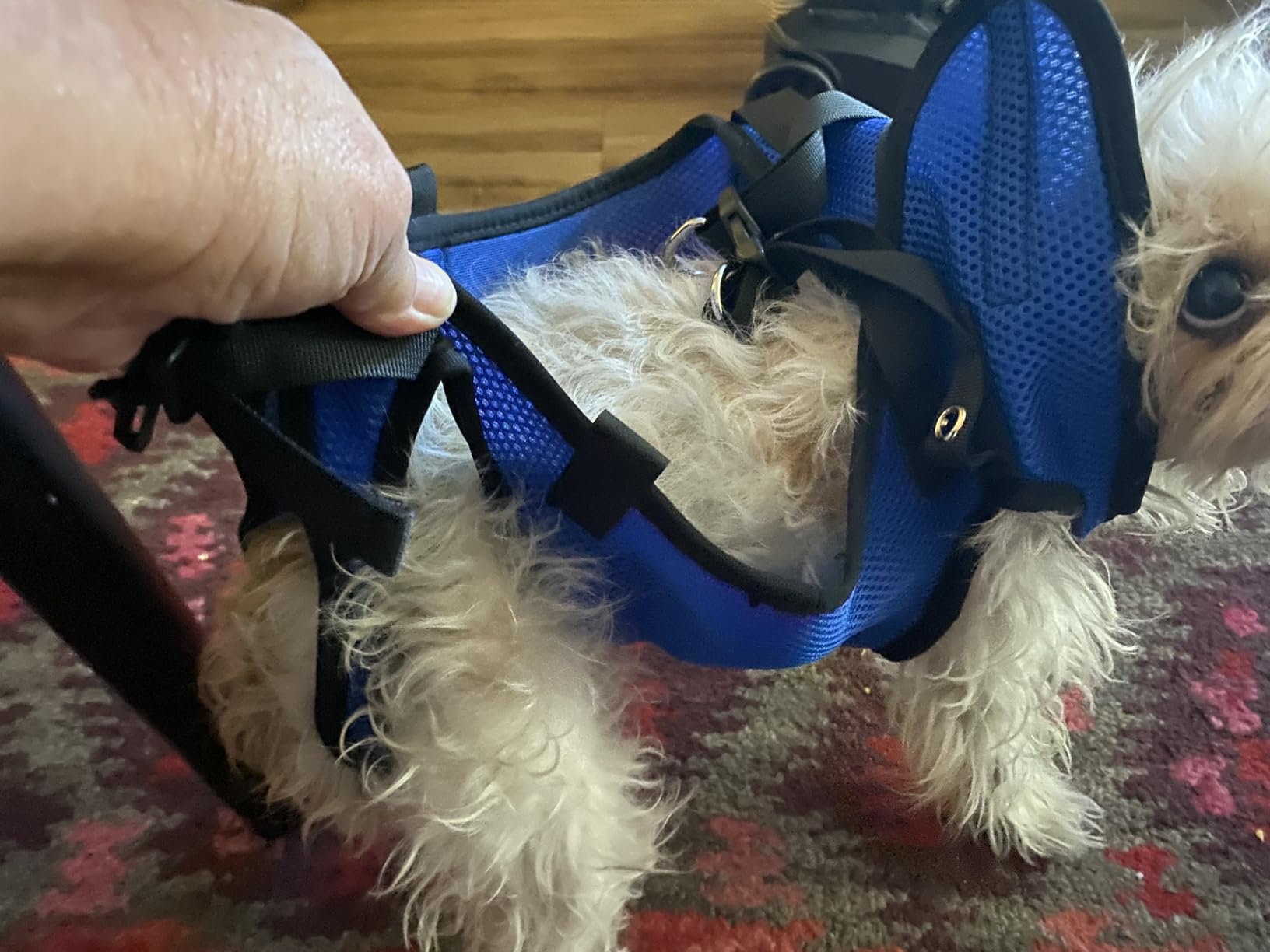 Dog Wheelchair for Back Legs, Adjustable Support for Small Dogs, M | Lightweight design helps small dogs maintain mobility, comfort, and independence during daily activities customer photo 1