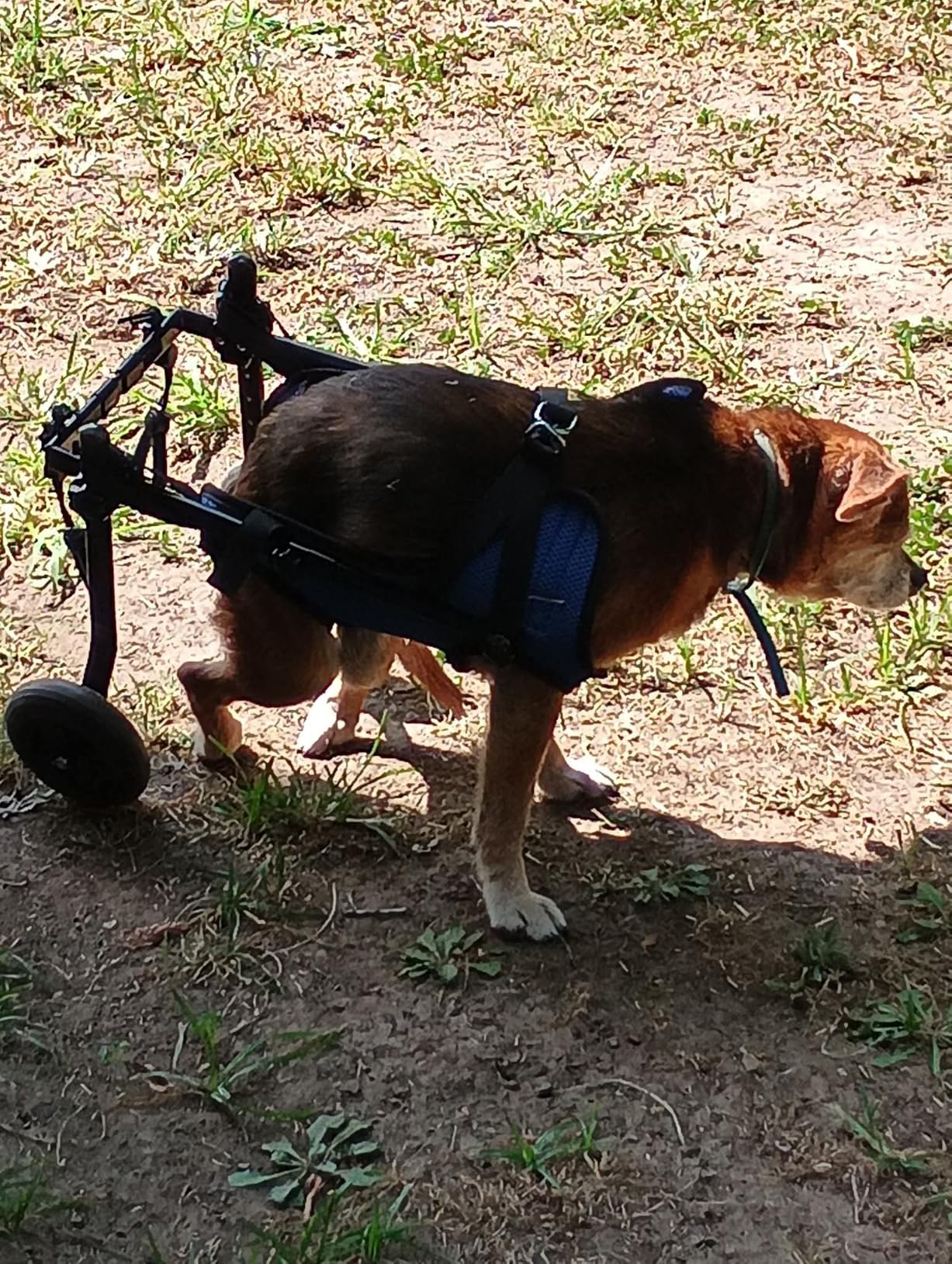 Dog Wheelchair for Back Legs, Adjustable Support for Small Dogs, M | Lightweight design helps small dogs maintain mobility, comfort, and independence during daily activities customer photo 2