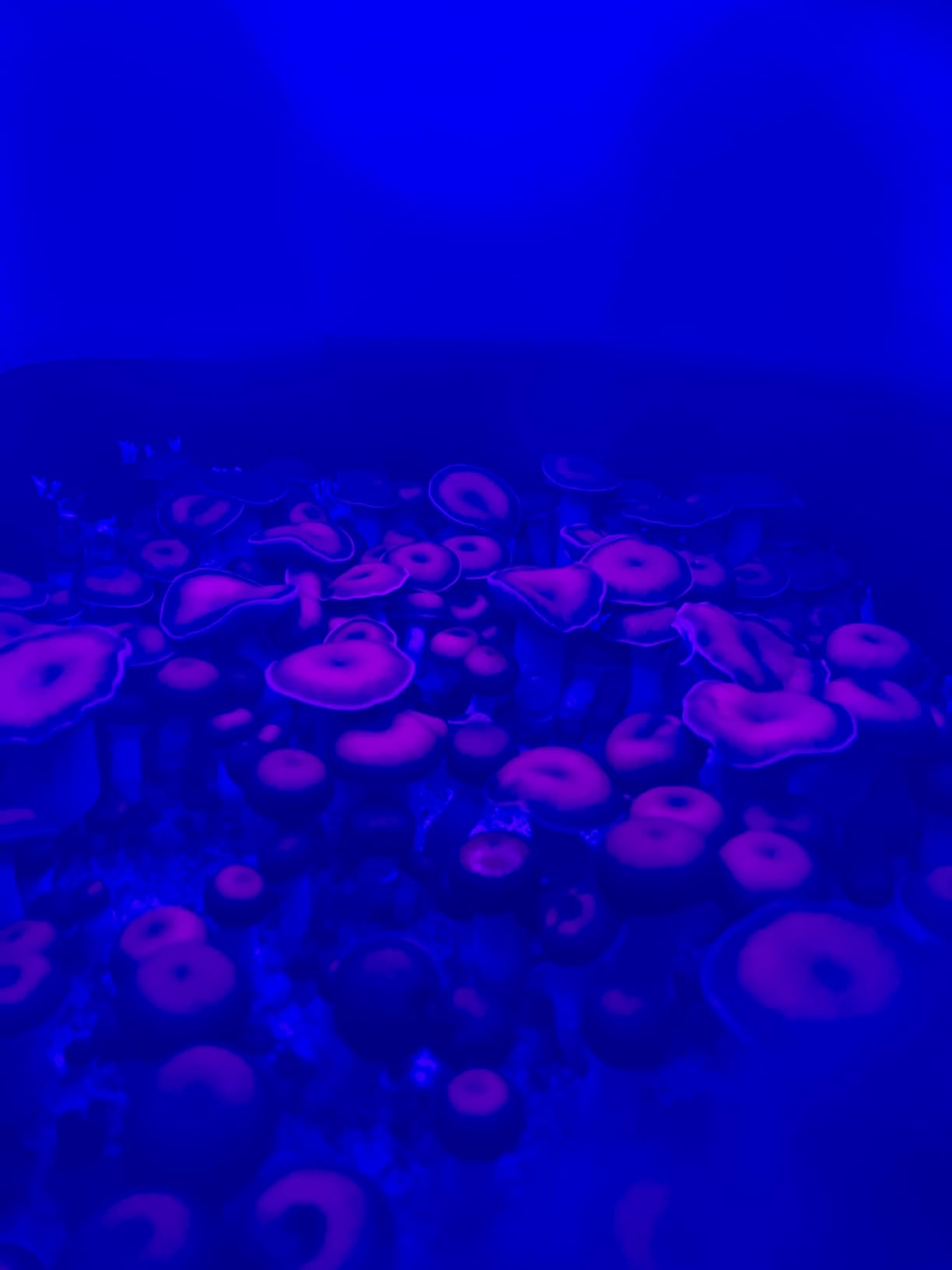 Myco Labs Mushroom Monotub Grow Kit | Complete Mushroom Grow Kit | for Dung-Loving Mushrooms | Includes sterilized Grain Spawn Bag, Bulk Substrate, Vermiculite, Filters & More! Just add Spores customer photo 2