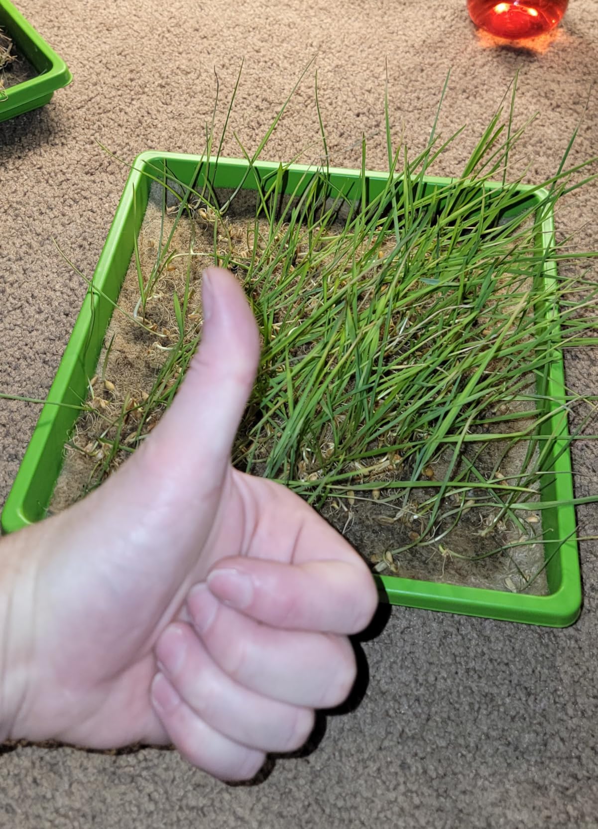 9Set Microgreens Growing Mat with Tray, Microgreen Growing Kit 10