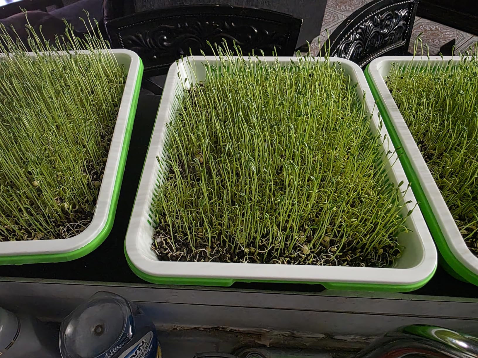 8 Pack Seed Sprouter Trays with Lids- Soil-Free Cultivation Germination Tray, BPA Free Micro Greens Growing Trays Seed Sprouting Trays Kit with Germinating Paper for Wheatgrass, Beans and More customer photo 1