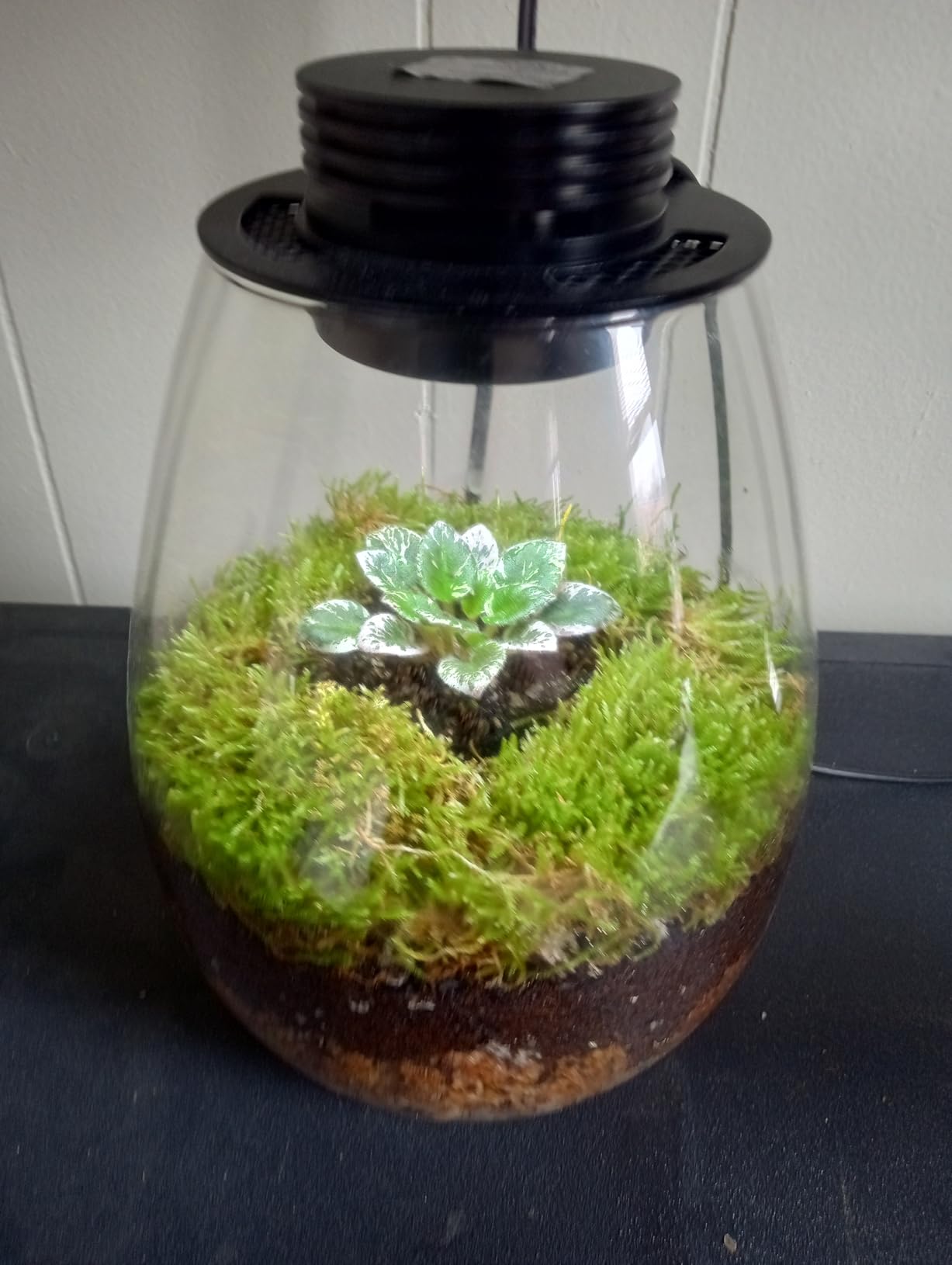Desktop Glass Plant Terrarium with Grow Light for Carnivorous Plants & Moss | H 7.8 x D 6.7 in; Timer Auto On/Off; For Succulents, Mini Plants and Betta Tanks; Indoor Decor for Home or Office; Gifts customer photo 2