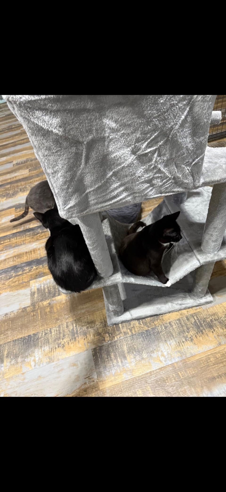 Globlazer Big XXL Cat Tower for Indoor Multiple Cats, F80, Dark Grey | 80 inch Cat Tower for Adult Cats Cat Tree with Scratching Post, Hammock, 3 Perches, 2 Condos, 2 Hanging Basket customer photo 2