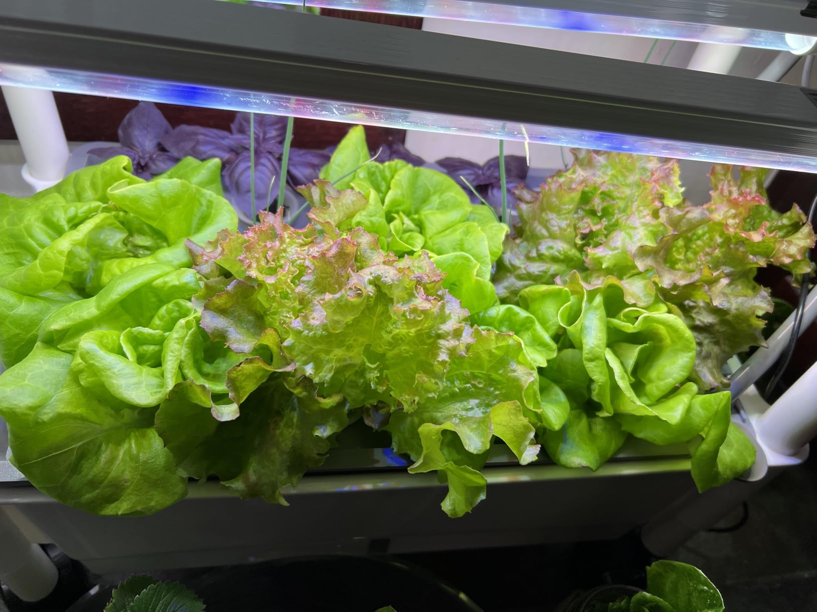 Hydroponics Growing System, AOONEG 42Pods Indoor Herb Garden with LED Grow Light, Hydroponics Growing System Kit with Automatic Timer, Pump System, Adjustable Height (3Layer-42Pods) customer photo 2