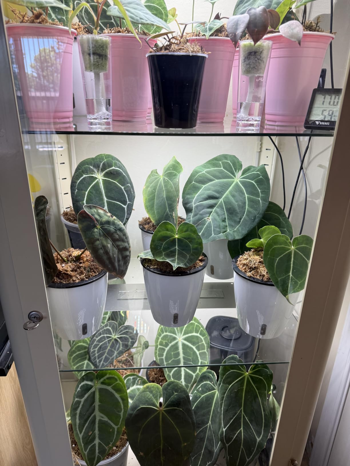 Planterhoma 5/6.7 Inch Self Watering Pots for Indoor Plants, 8 Packs African Violet Pots with Indicator, Black Wick Pot with Drainage Holes, Self Watering Planters for Orchid, Devil's Ivy, White customer photo 1