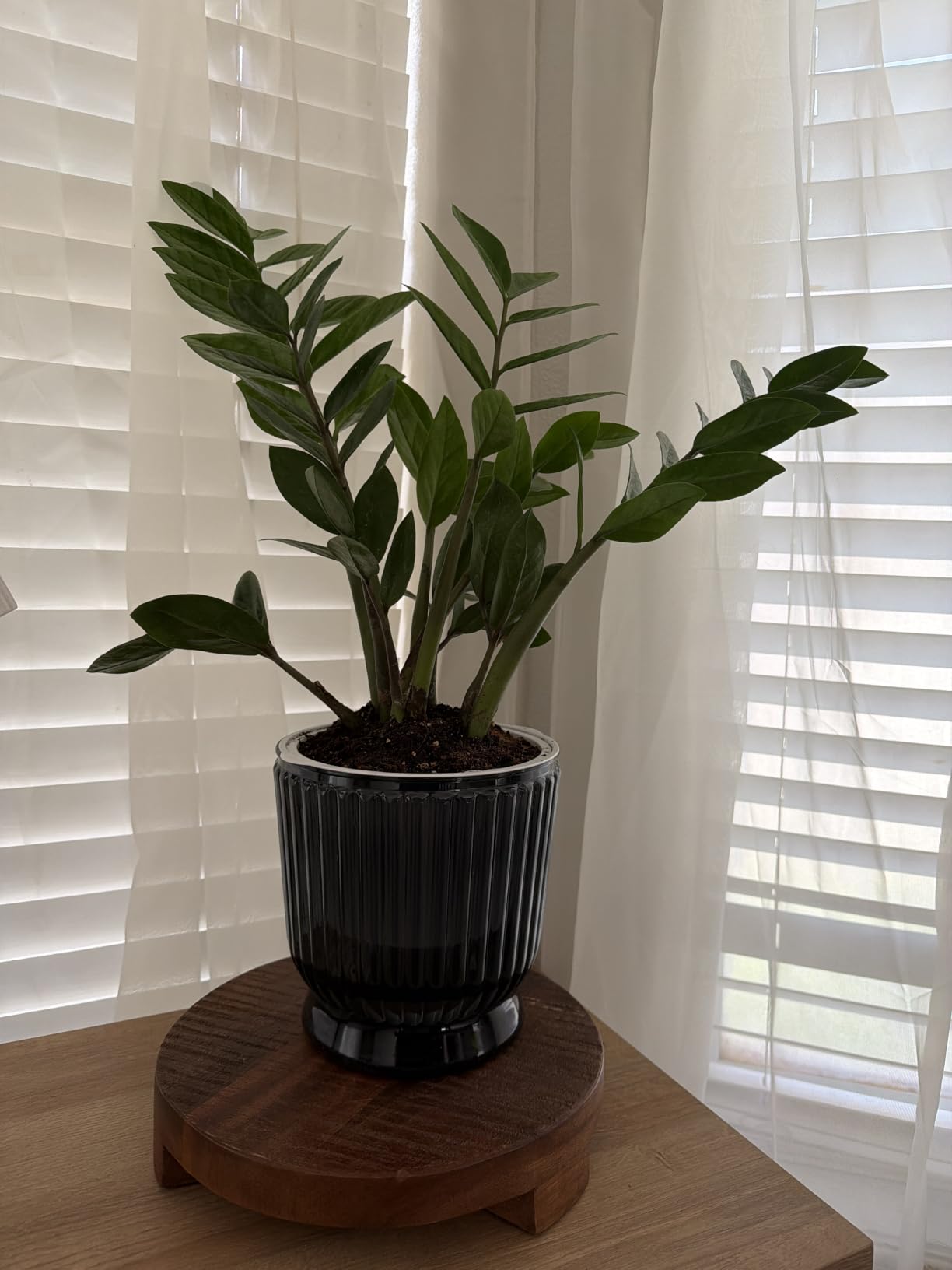 T4U Self Watering Pots for Indoor Plants 6 Inch 4 Pack Planter Green | Clear Visible Water Level, Pothos ferns herbs, Office Desk Living Room, Easy Care Maintenance customer photo 2