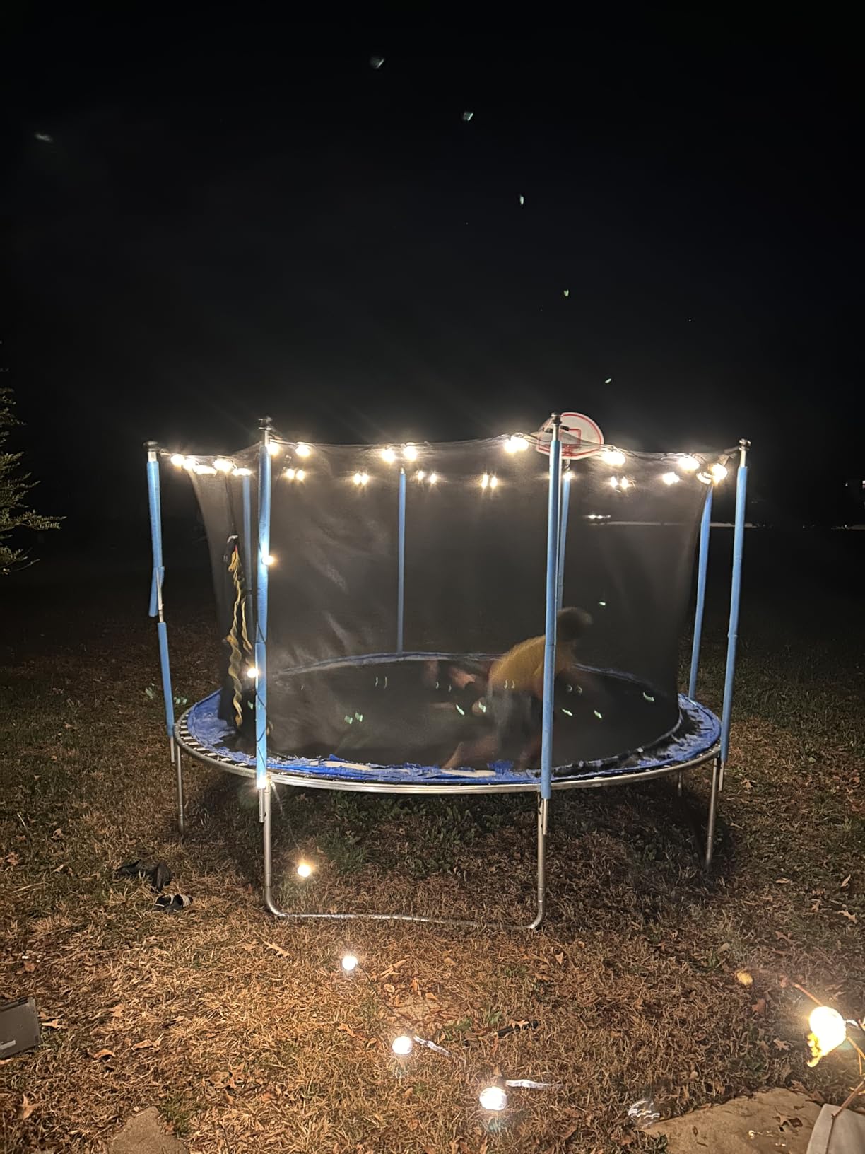 Lyromix 10 12 14 16FT Trampoline Outdoor, Light/Sprinkler/Basketball Hoop | Large Recreational Trampoline for Kids and Adults, Heavy Duty Yard Trampolines with Enclosure Net, ASTM Approval customer photo 1